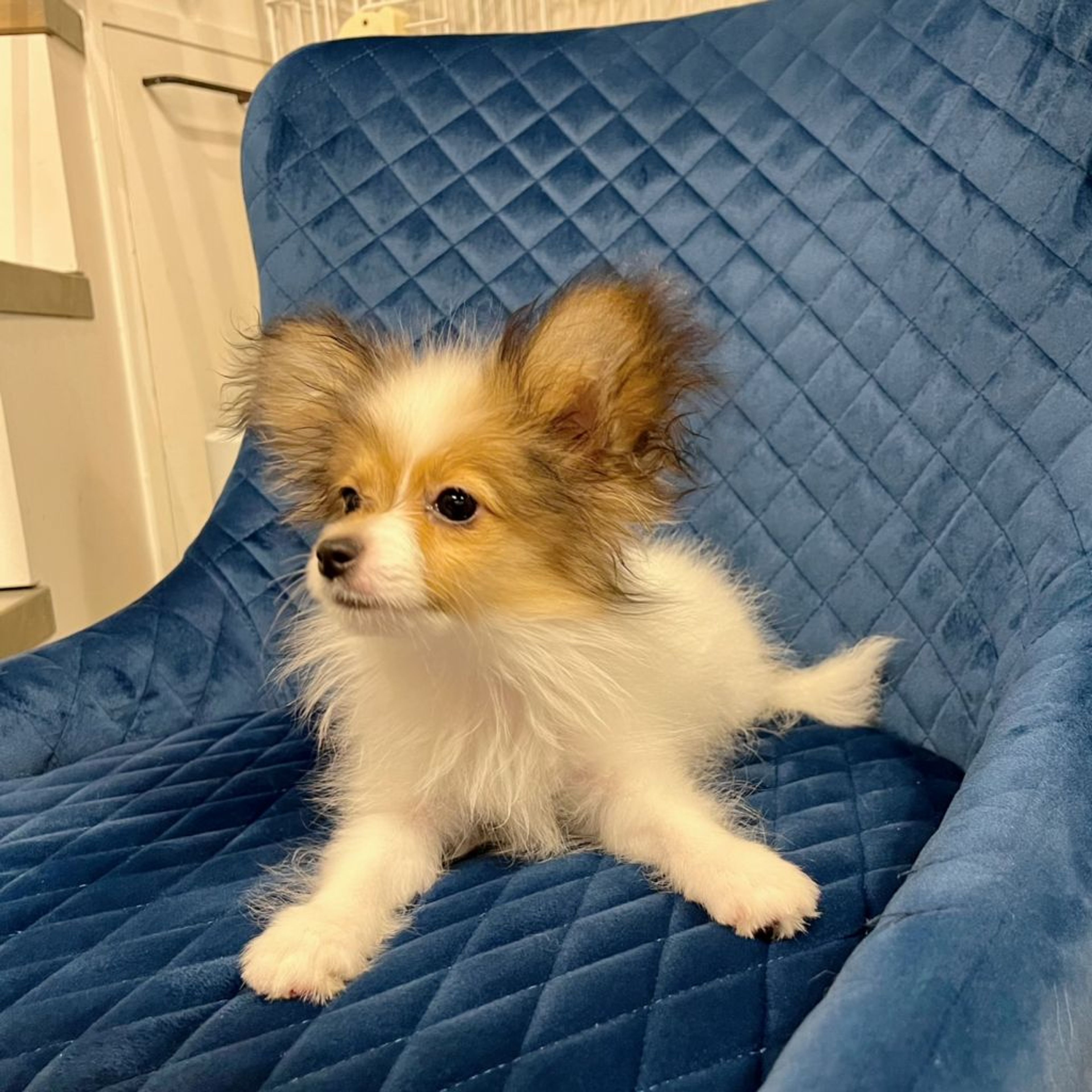 pet-image-4