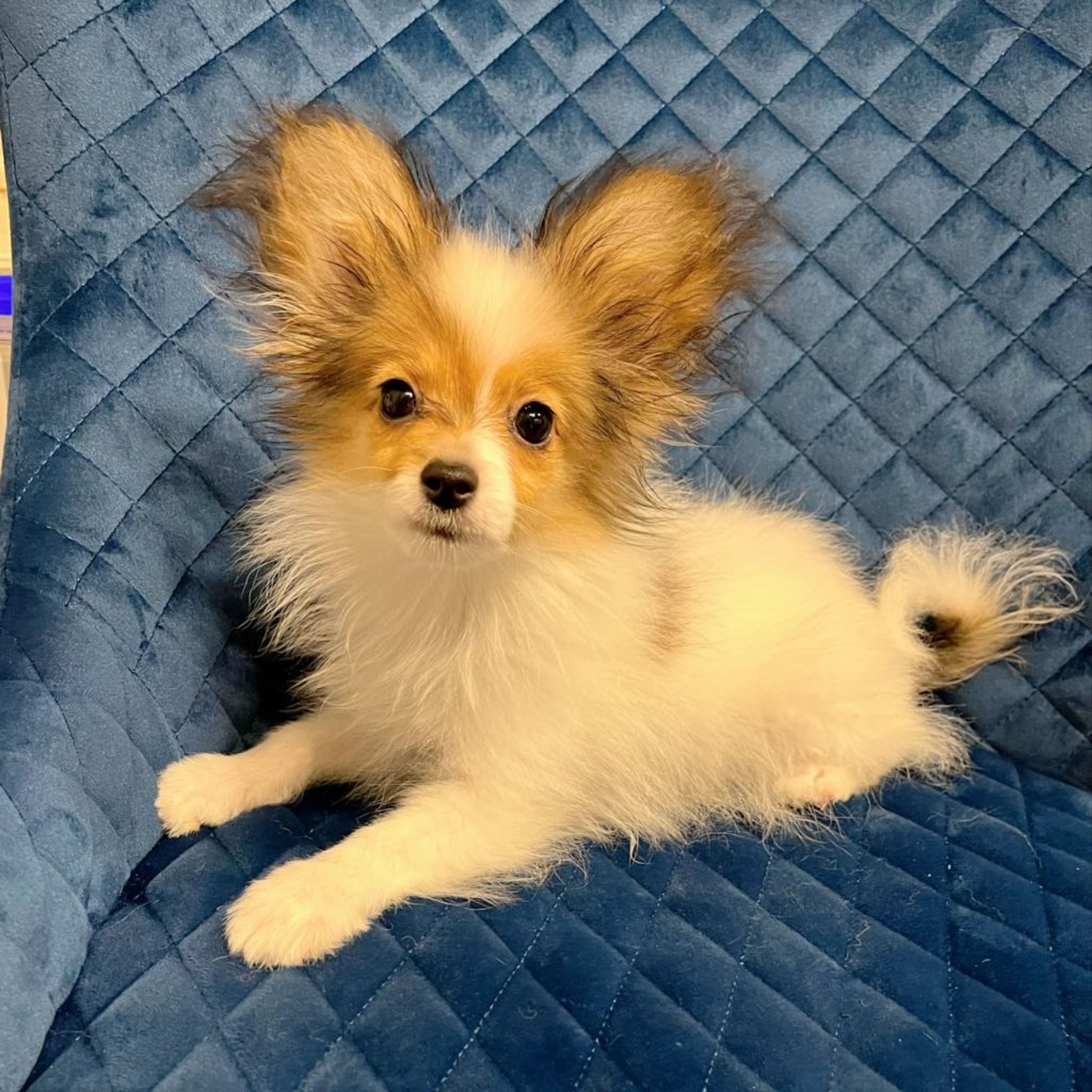 pet-image-5