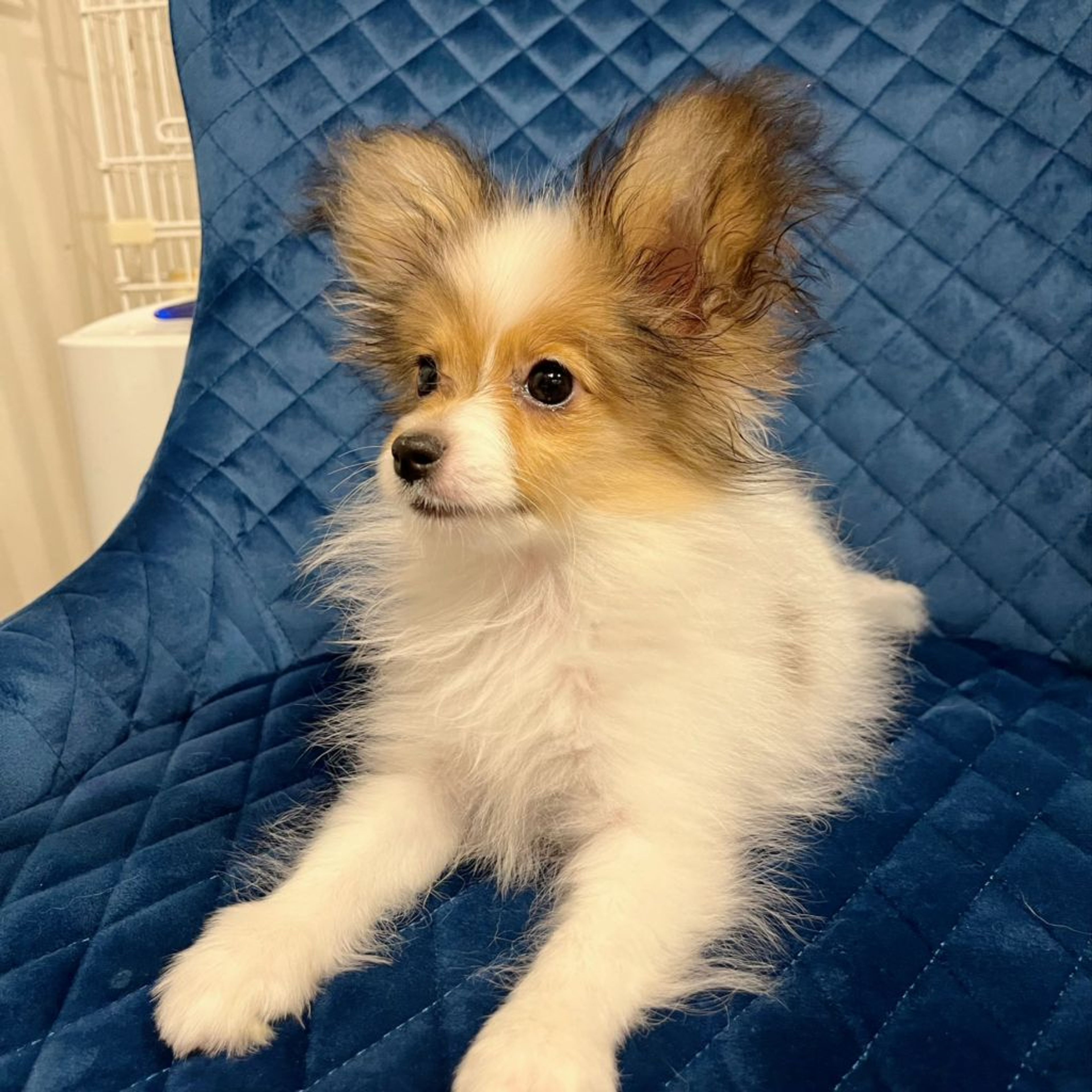 pet-image-6