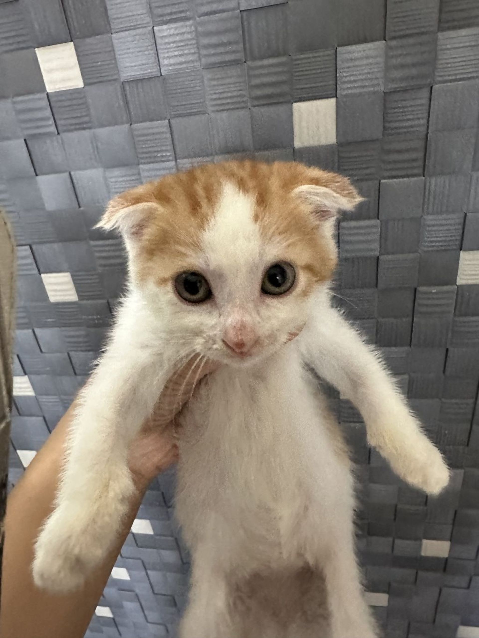 雑種（ミックス猫）・メスの里親募集の写真