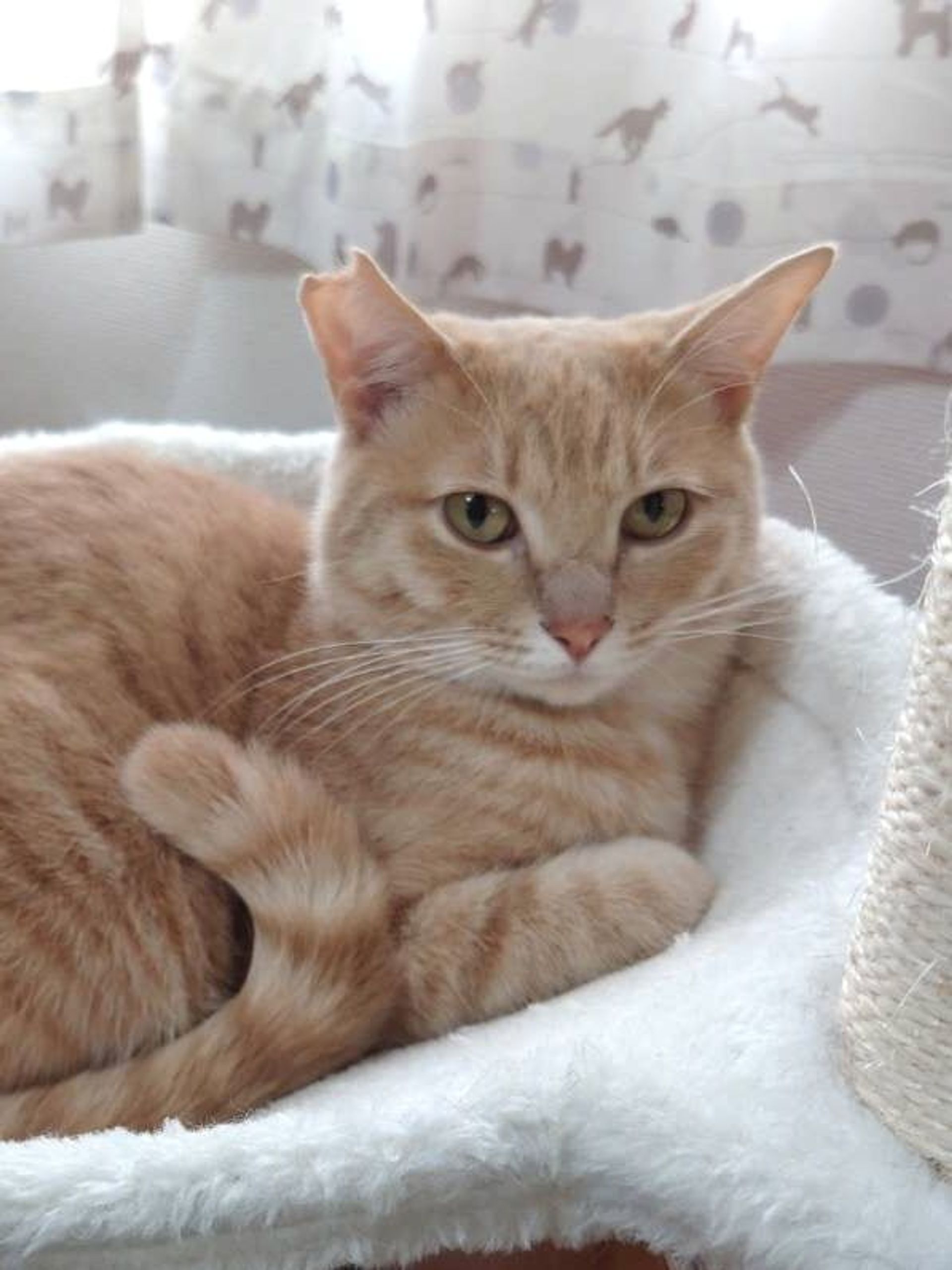 雑種（ミックス猫）・オスの里親募集の写真