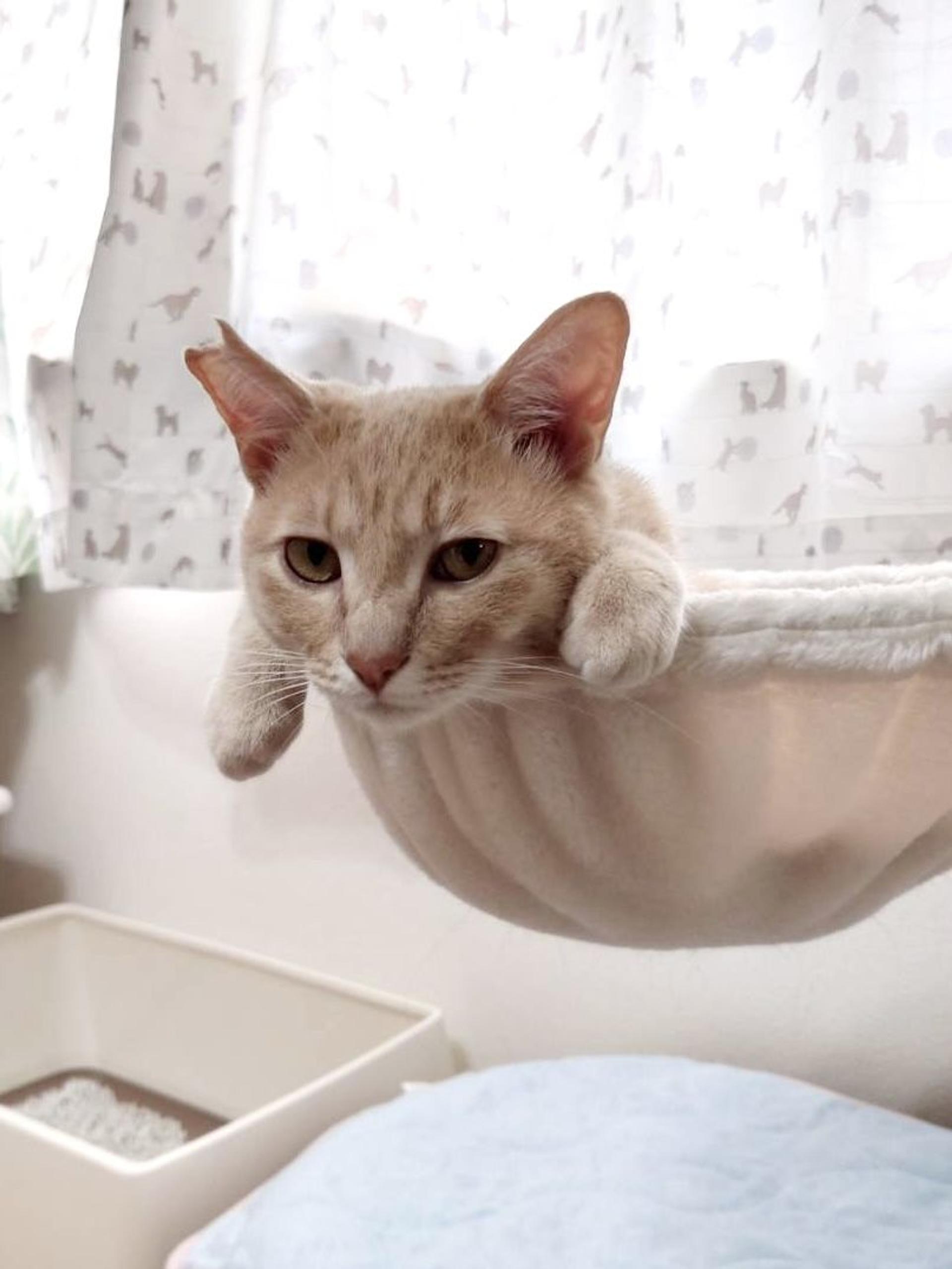 pet-image-3