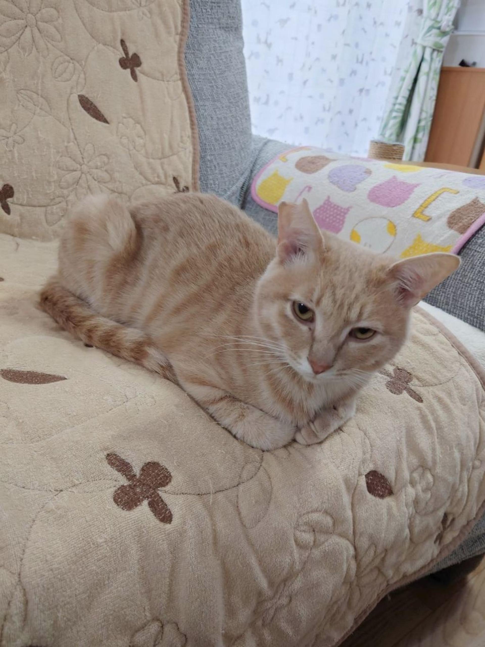 pet-image-6