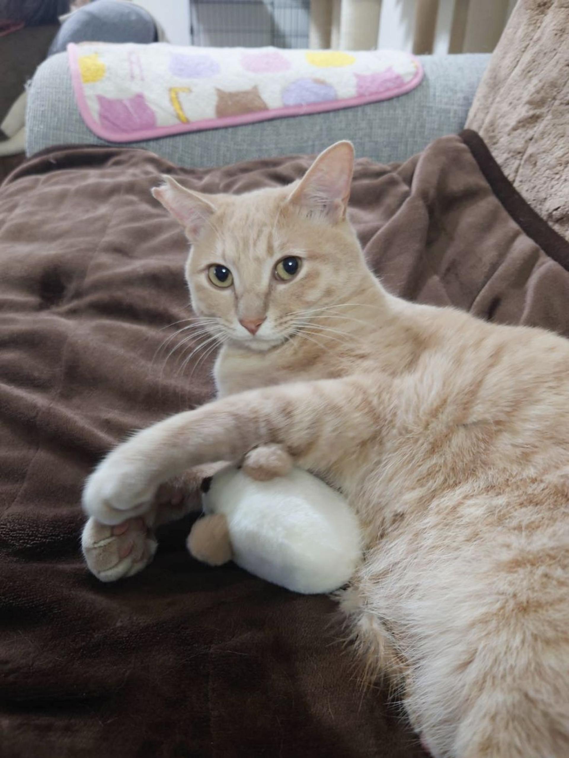 pet-image-2