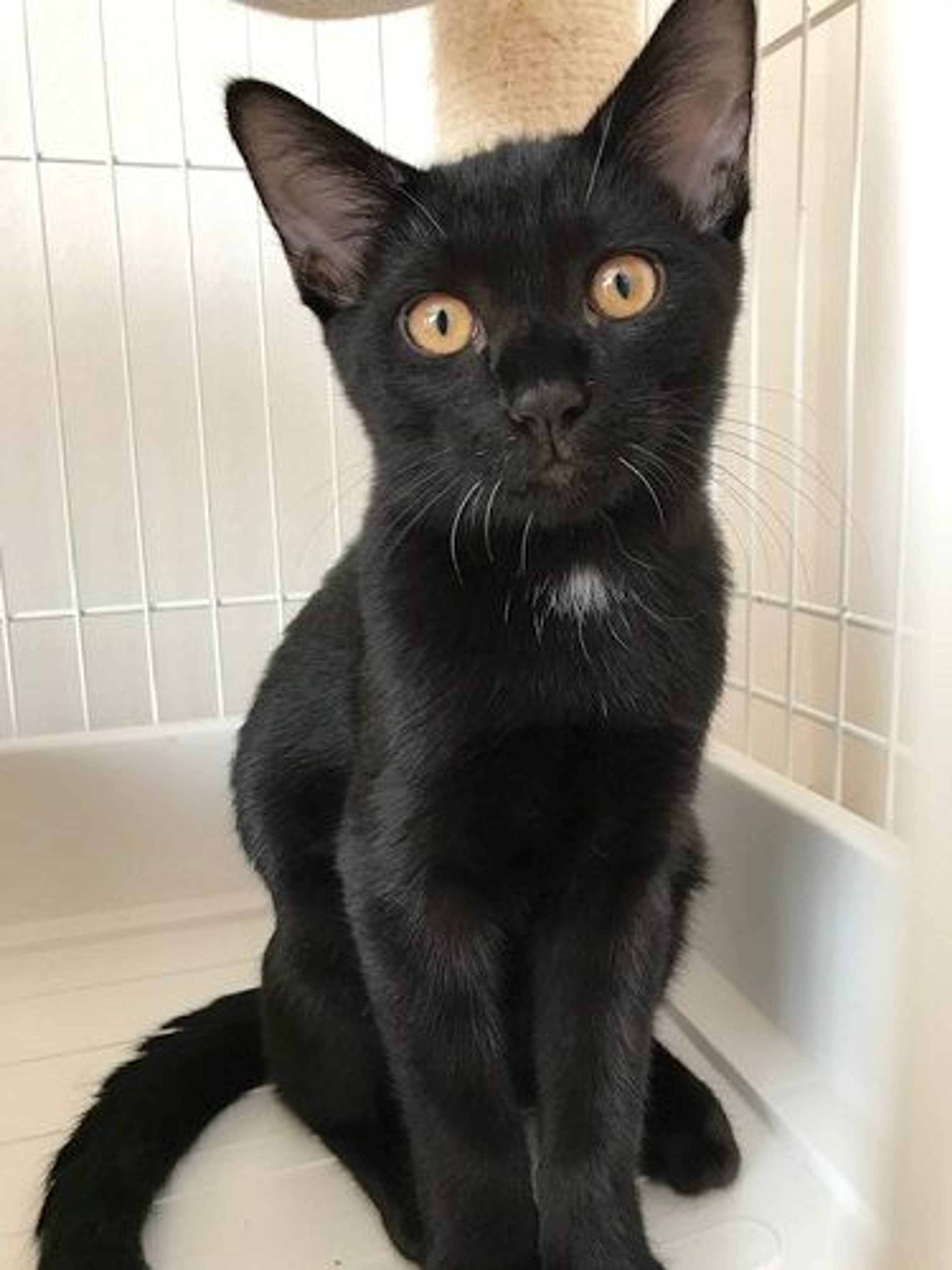 雑種（ミックス猫）・オスの里親募集の写真