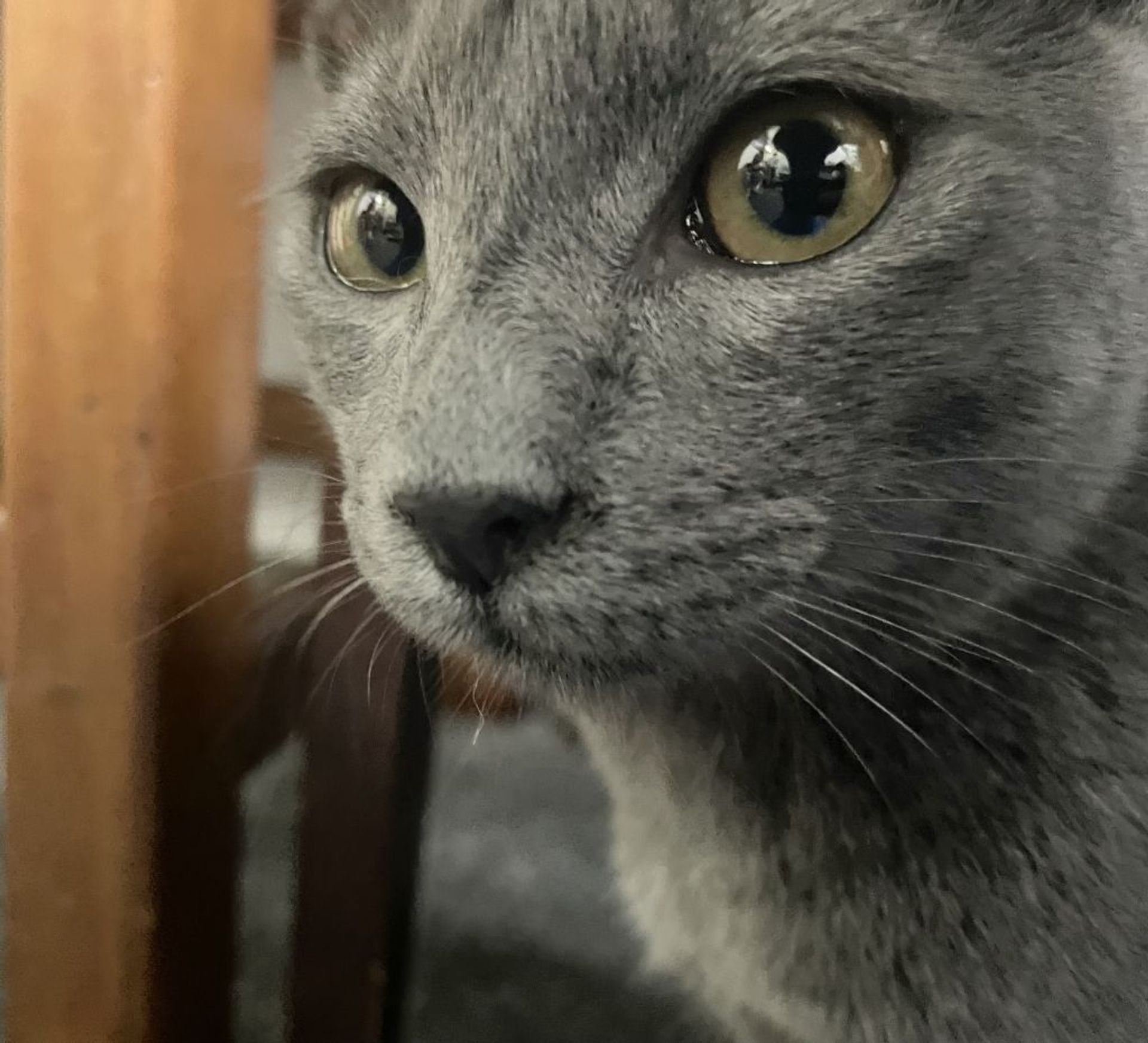 雑種（ミックス猫）・オスの里親募集の写真