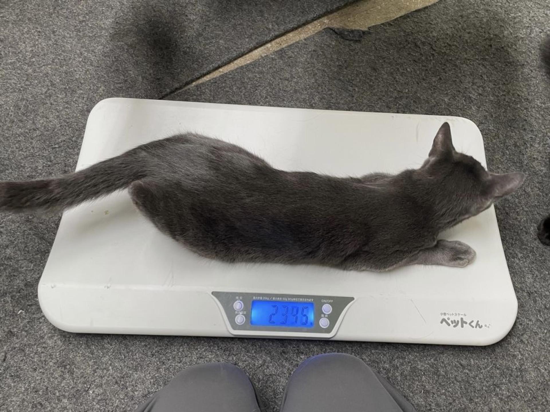 pet-image-7