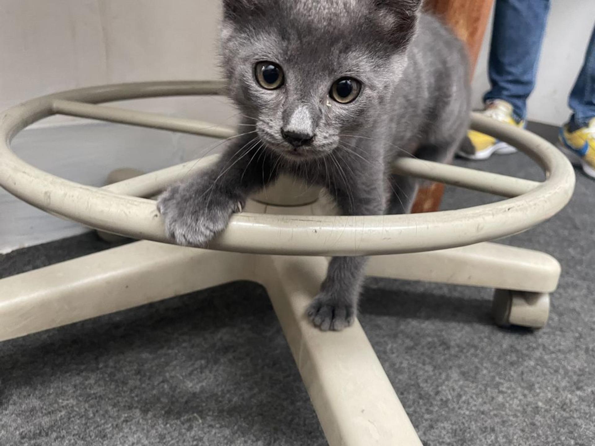 pet-image-8