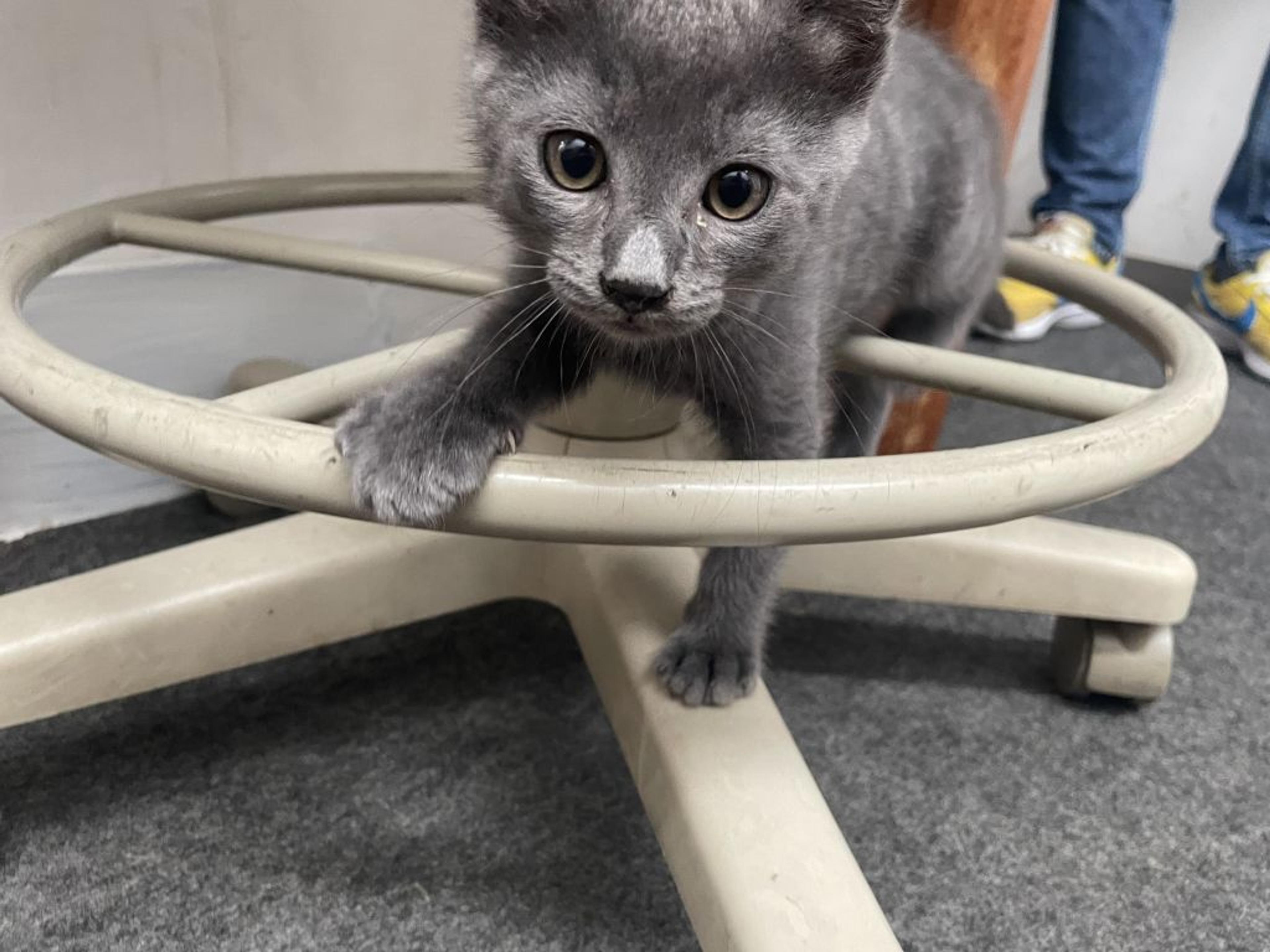 pet-image-8