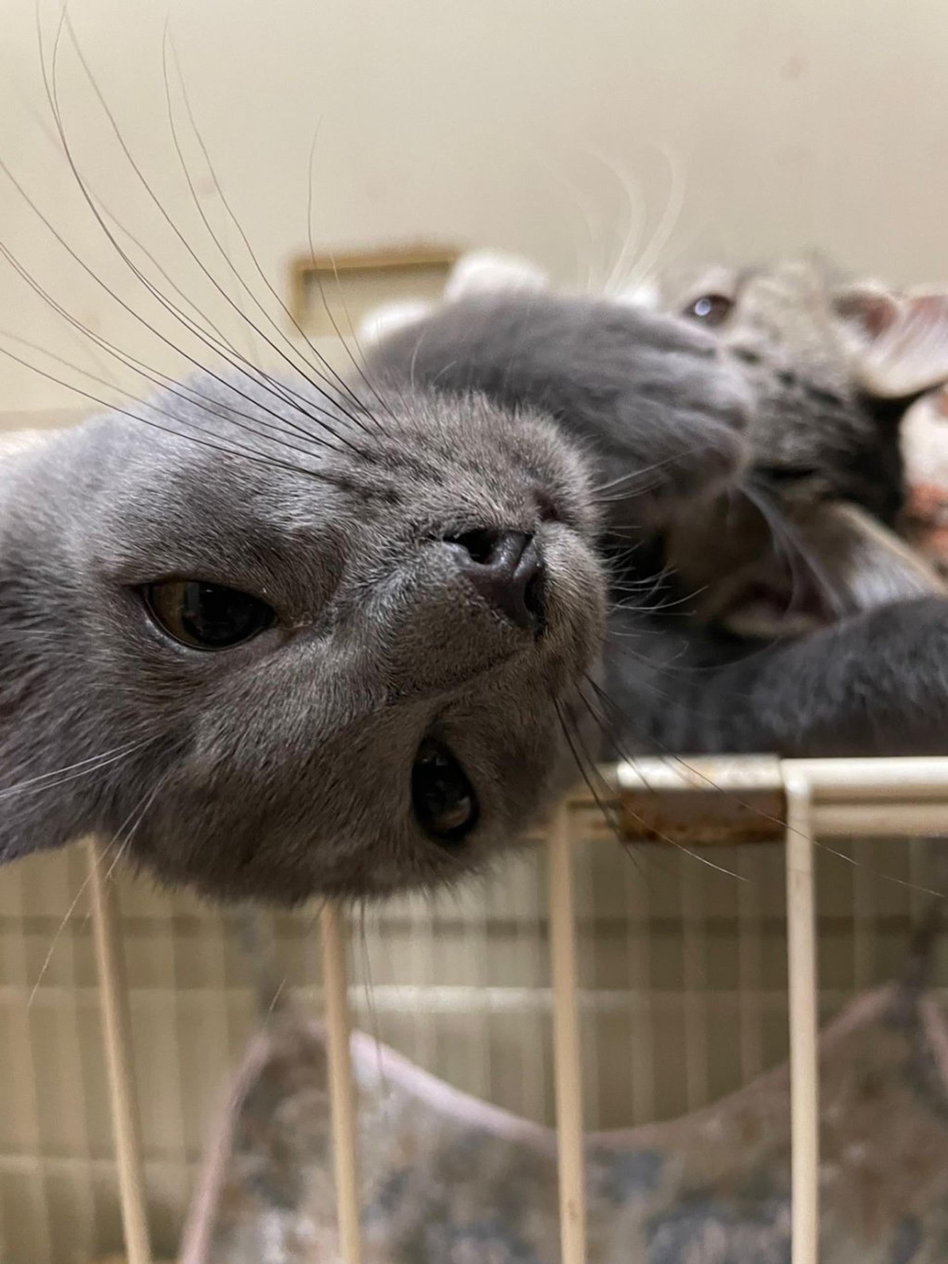 pet-image-9