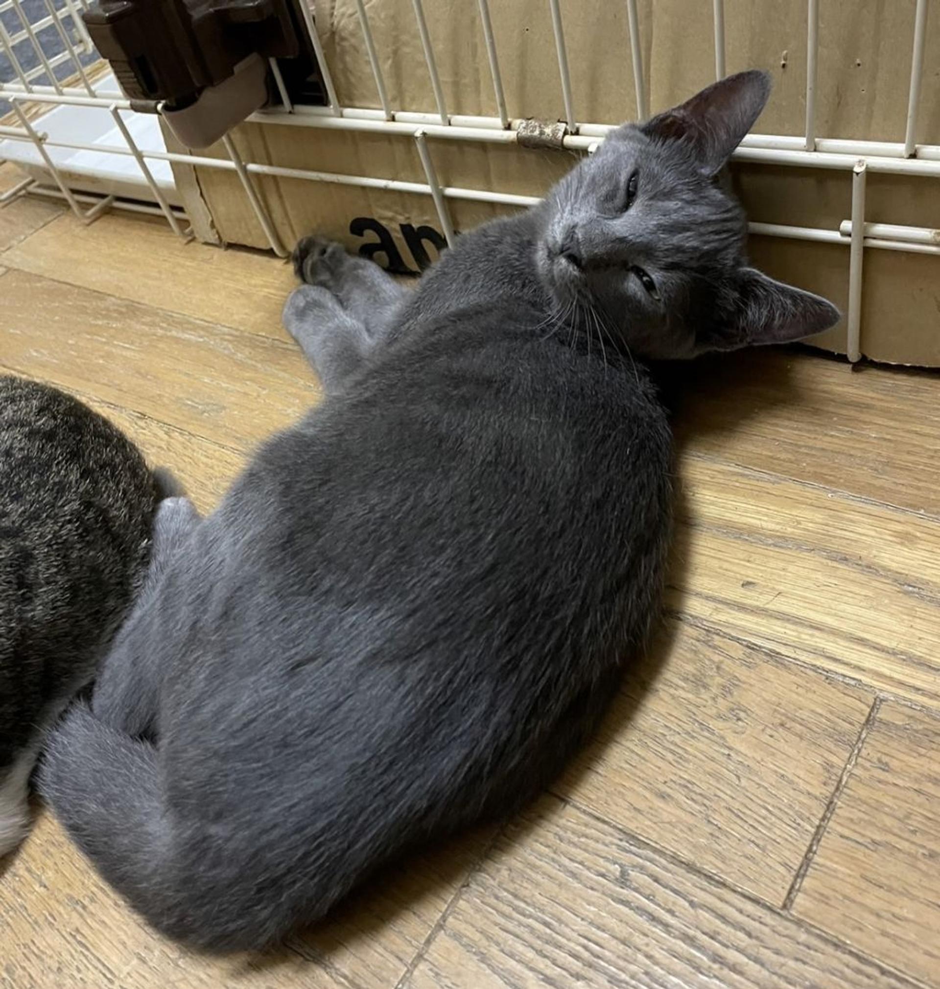 pet-image-10