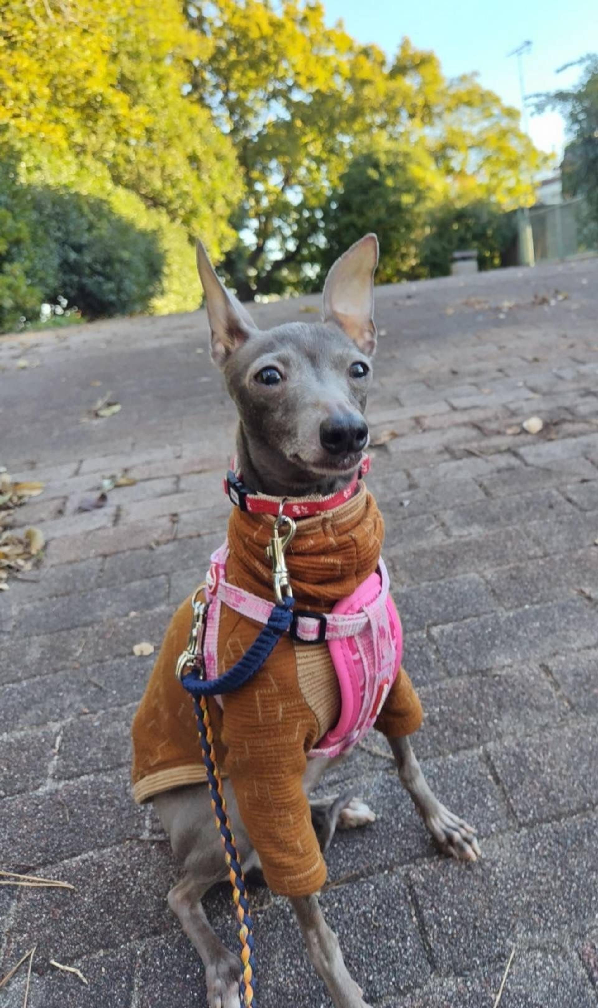 pet-image-2