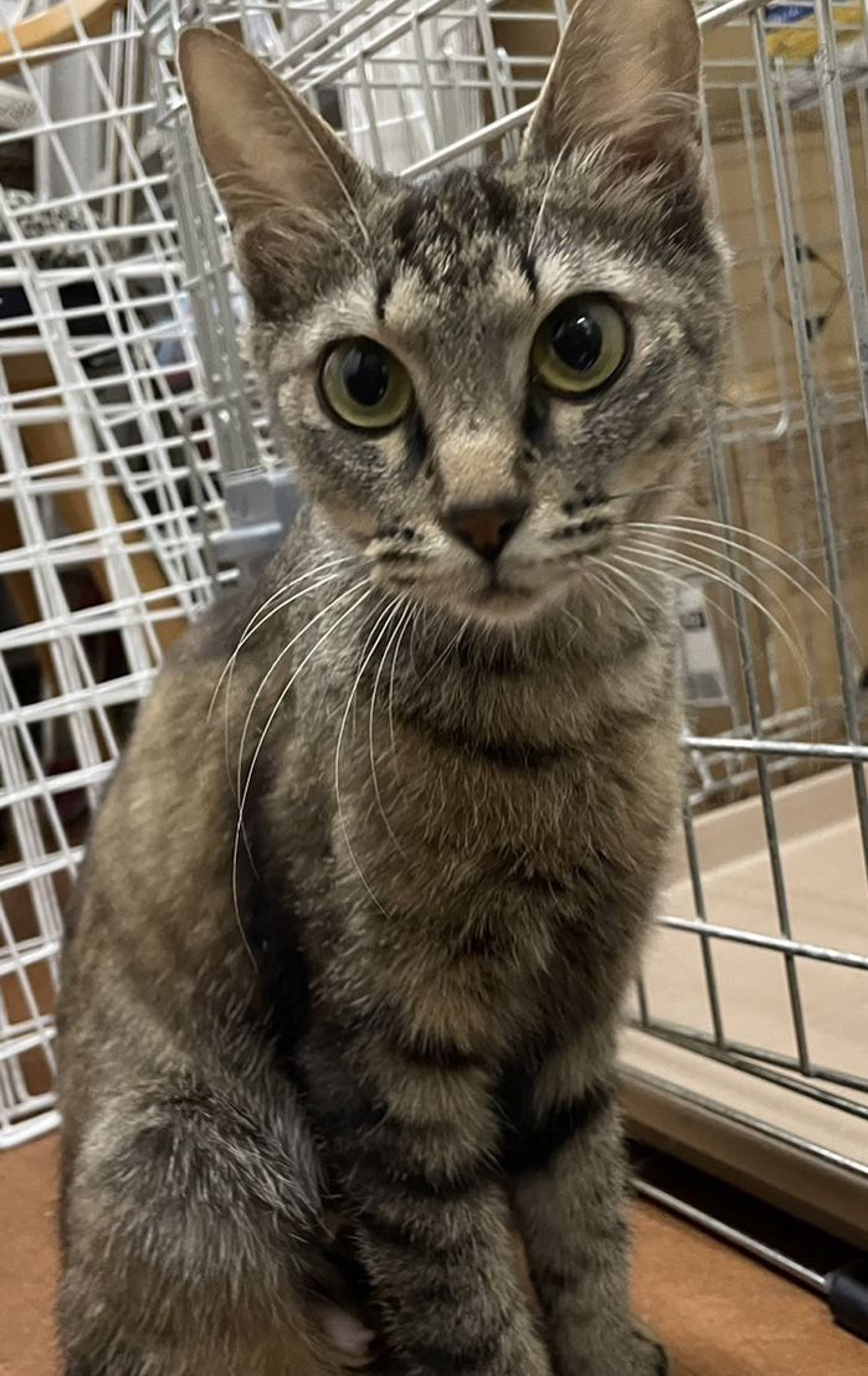 雑種（ミックス猫）・メスの里親募集の写真