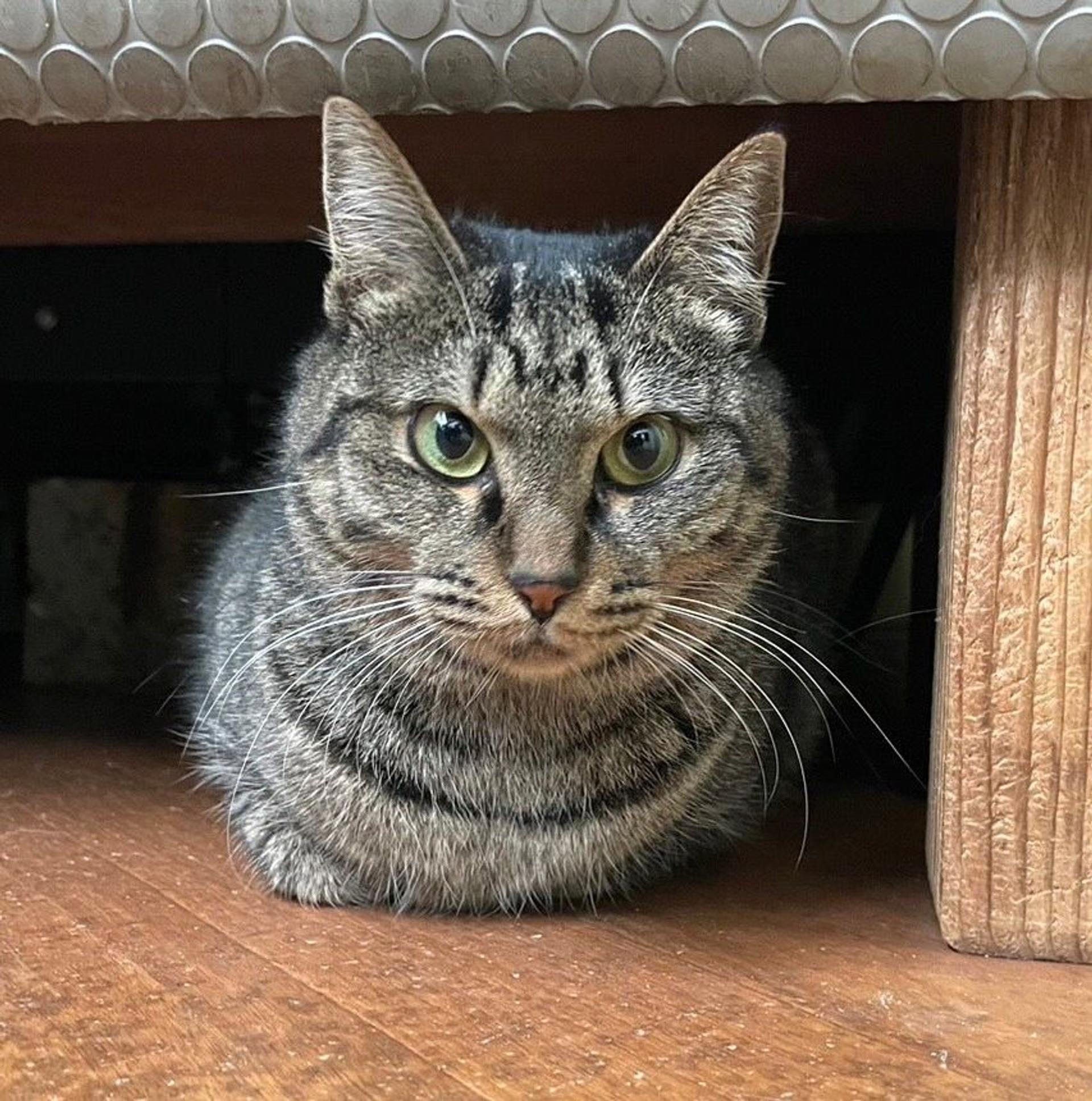 pet-image-9