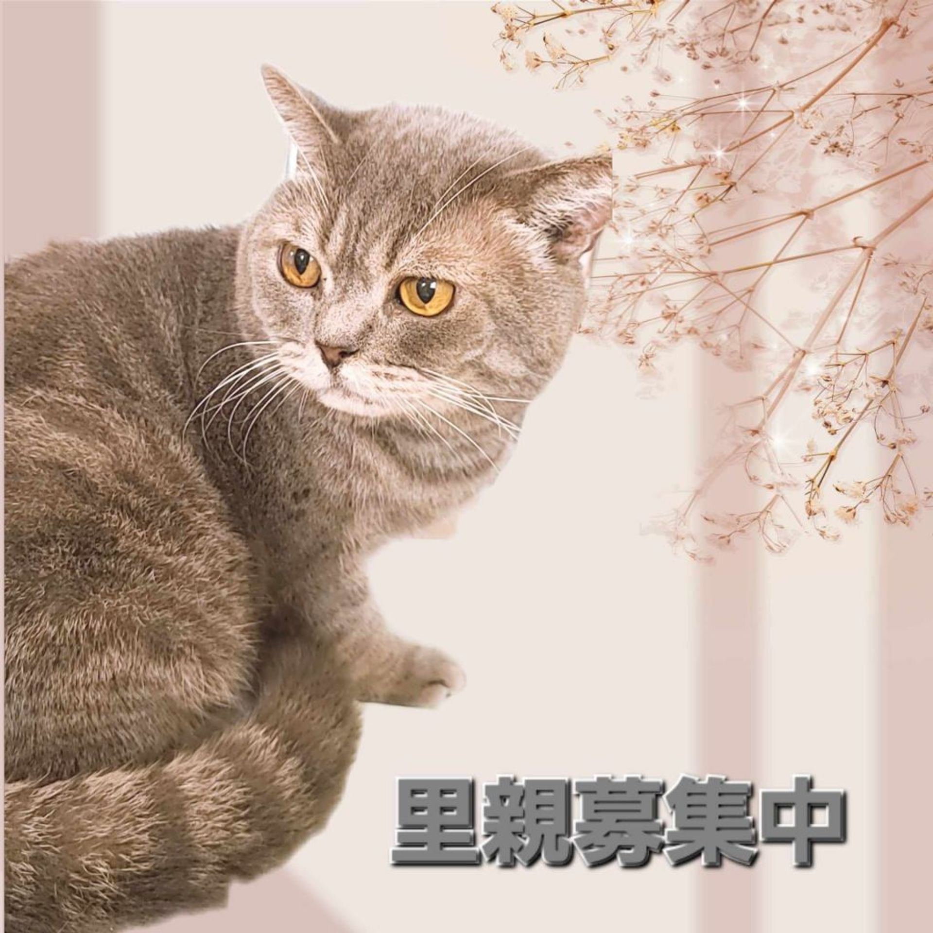 ブリティッシュショートヘア・オスの里親募集の写真