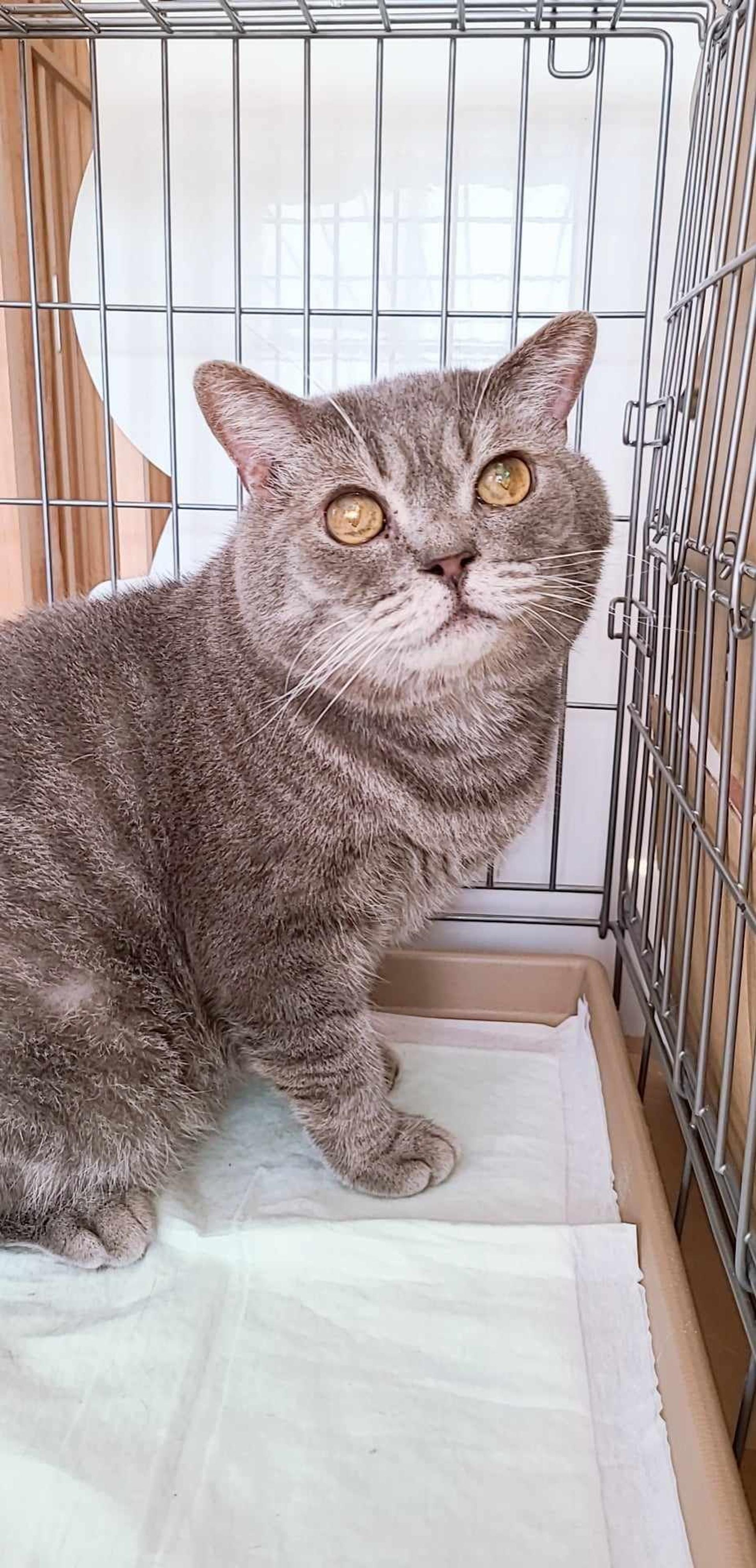 pet-image-2