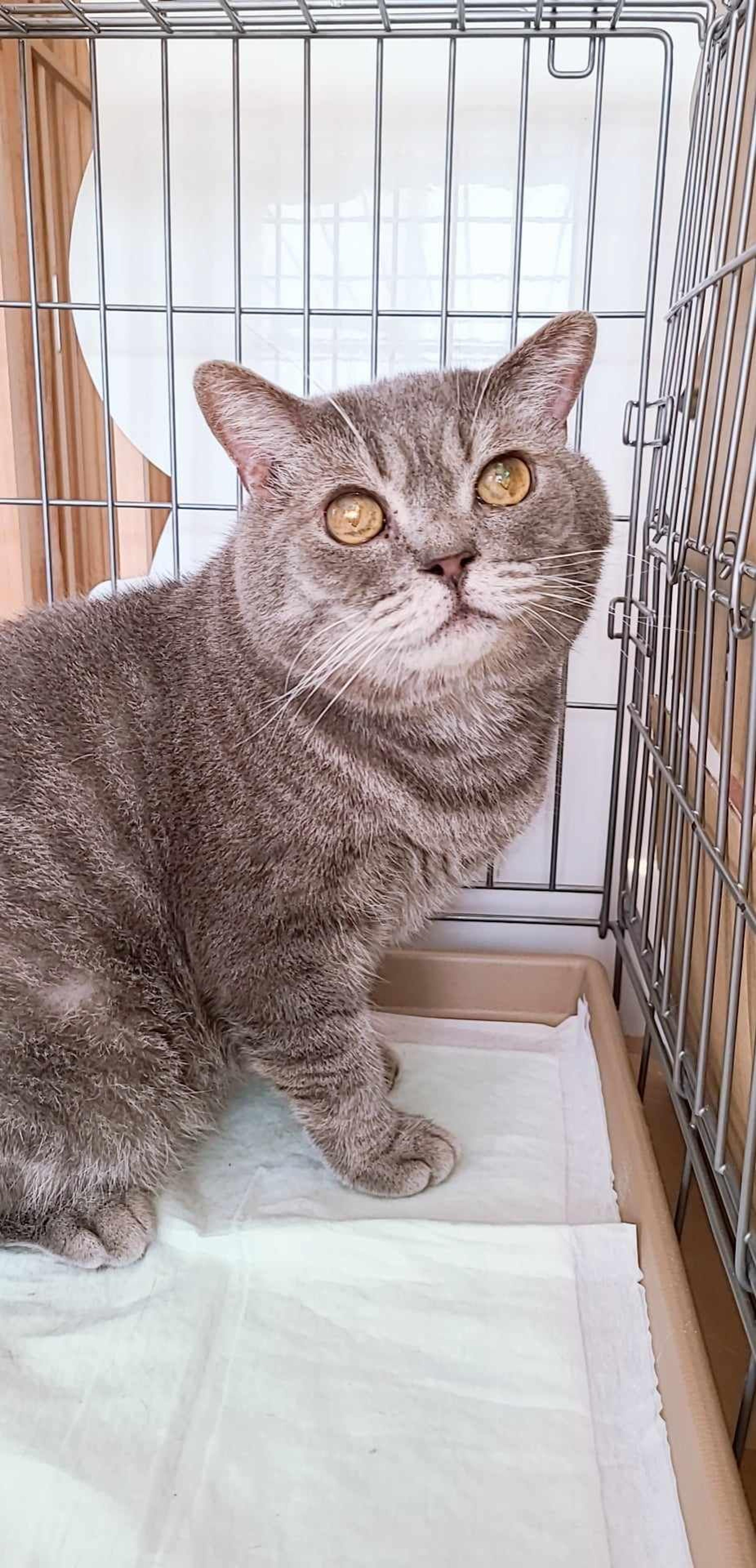 pet-image-2
