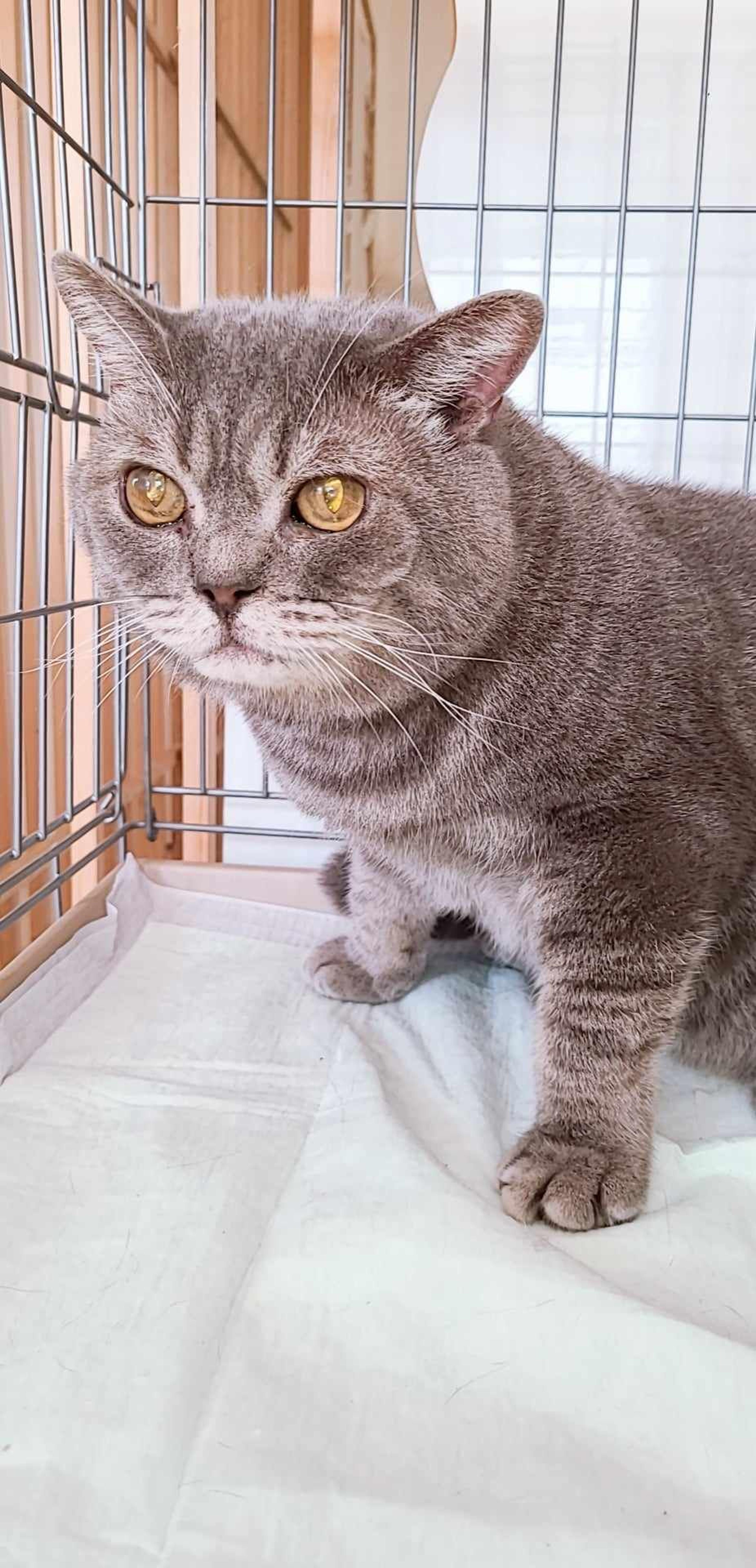pet-image-3