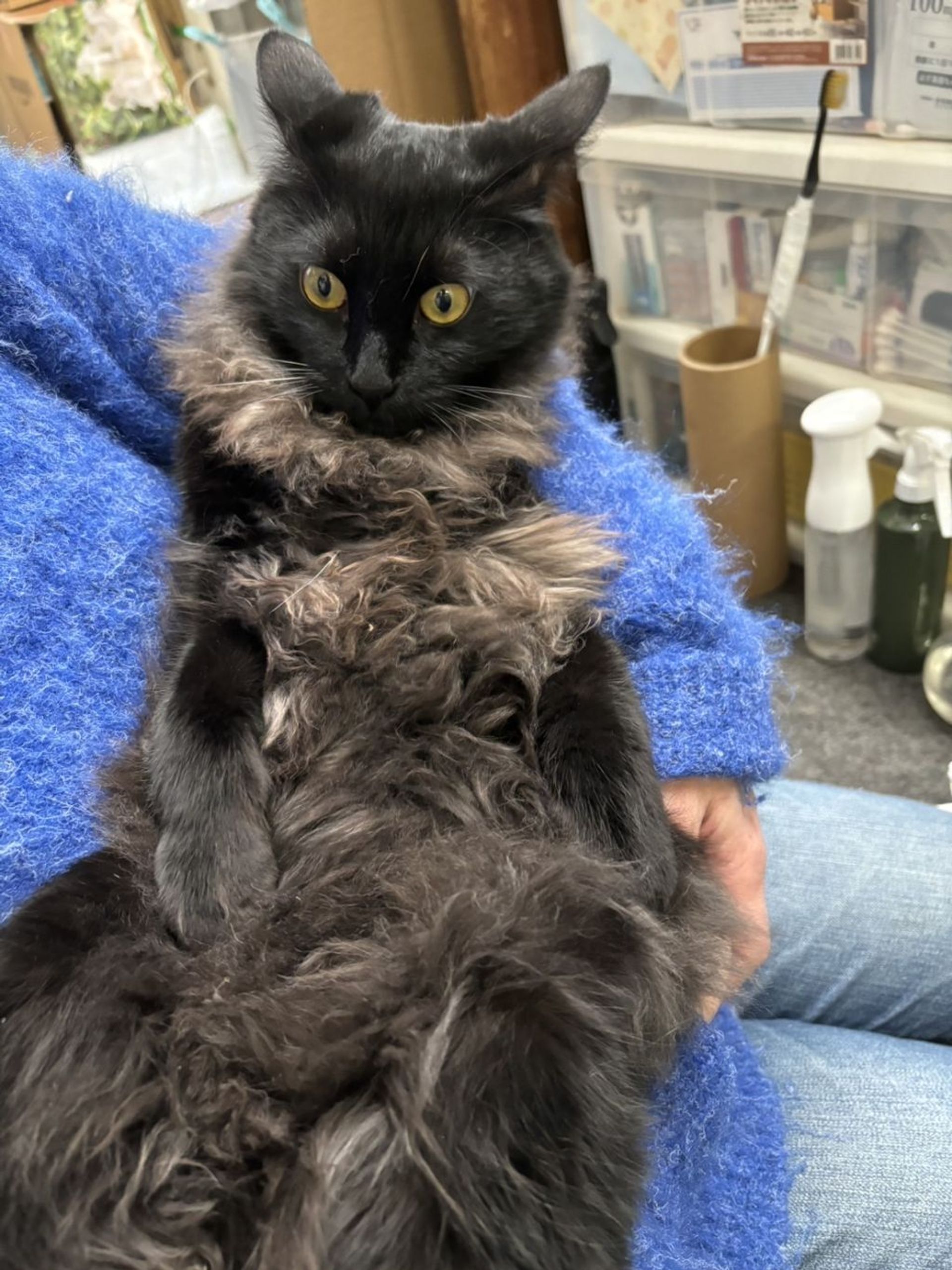 雑種（ミックス猫）・オスの里親募集の写真