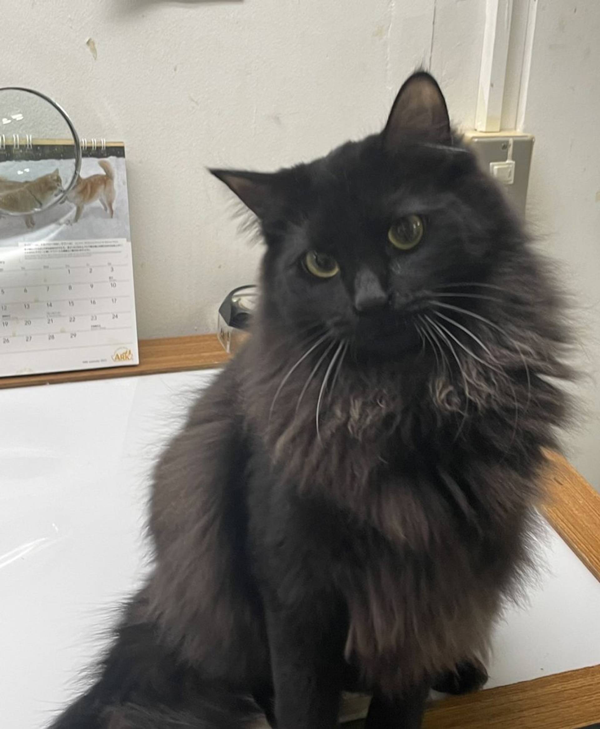 雑種（ミックス猫）・メスの里親募集の写真