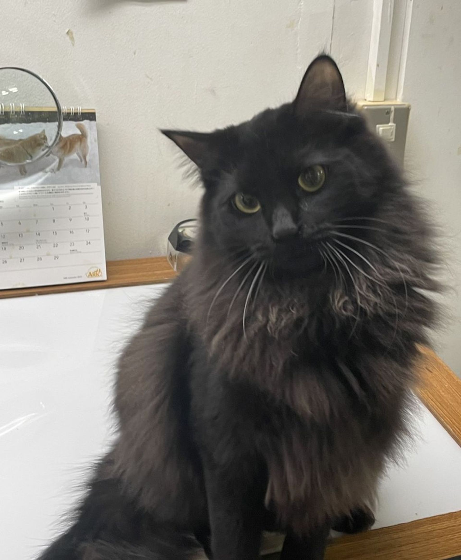 雑種（ミックス猫）・メスの里親募集の写真