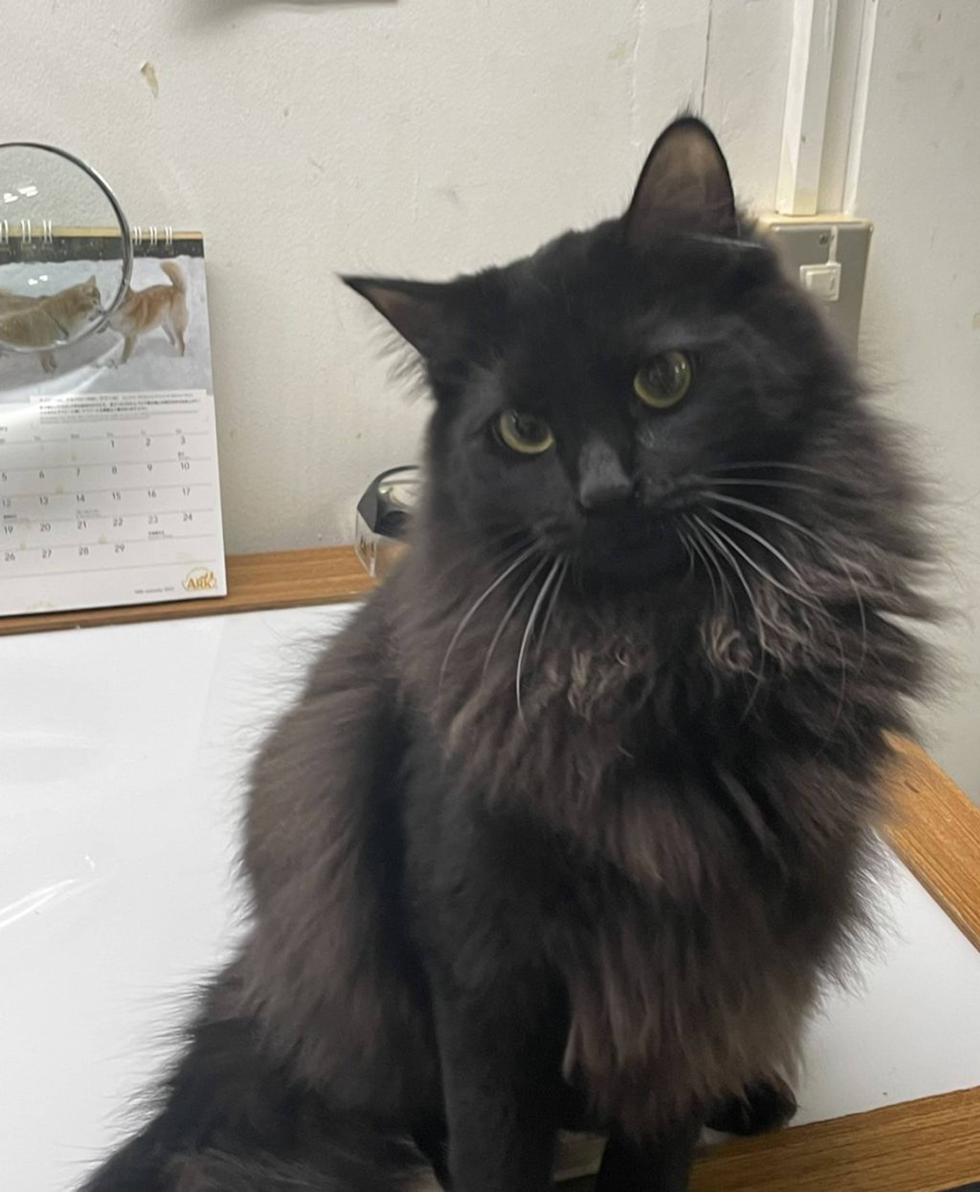 雑種（ミックス猫）・メスの里親募集の写真