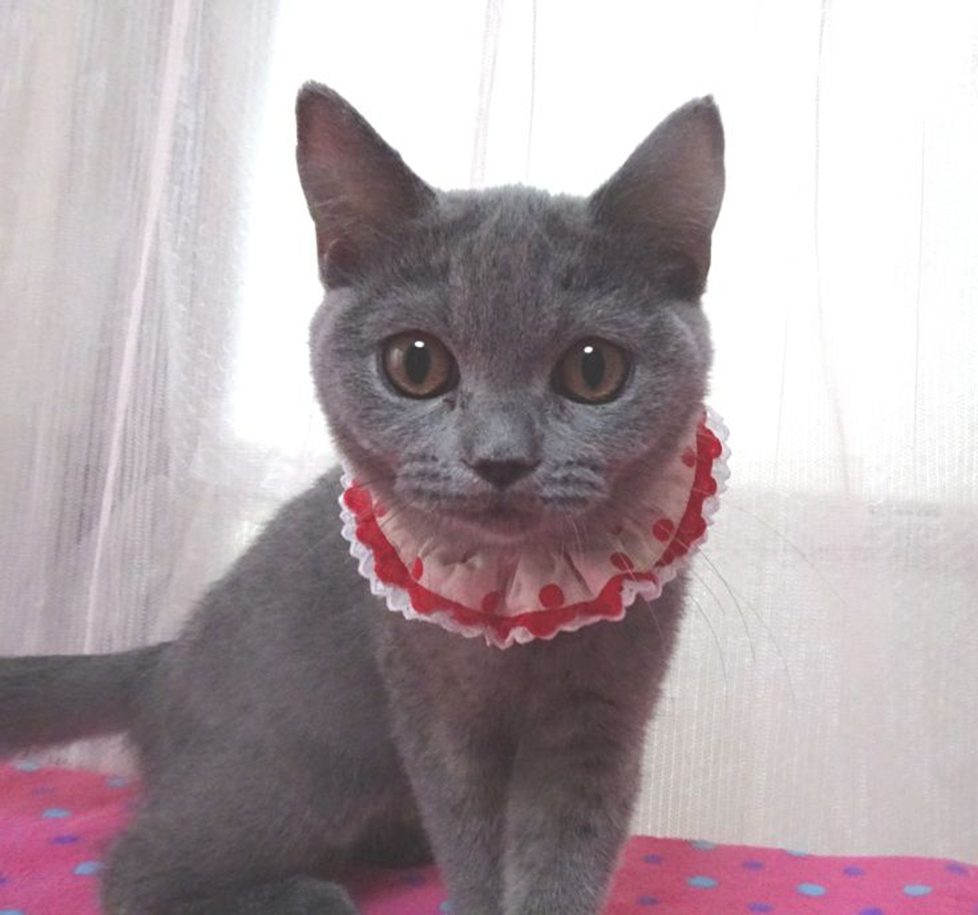 ブリティッシュショートヘア・メスの里親募集の写真