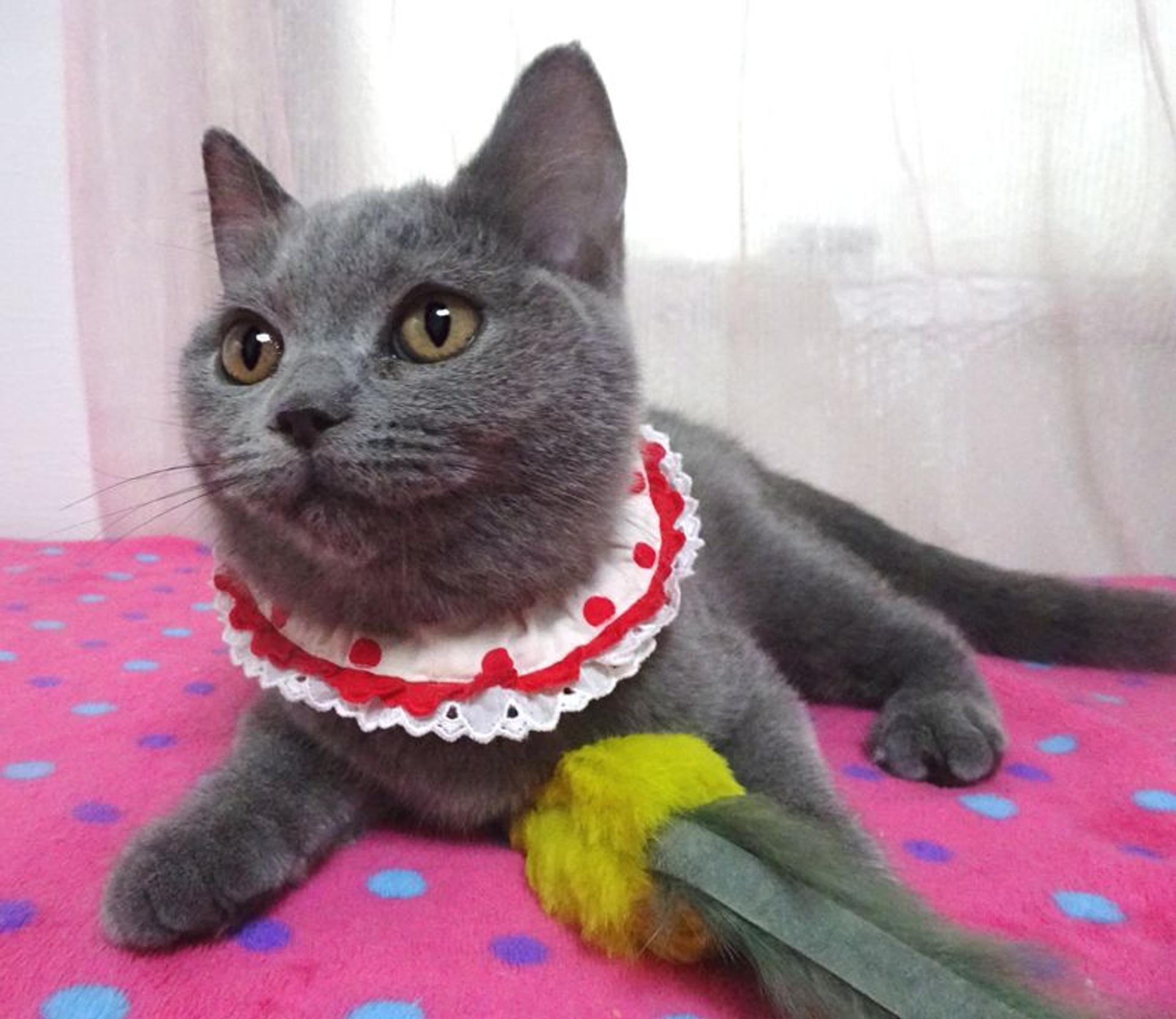 pet-image-3