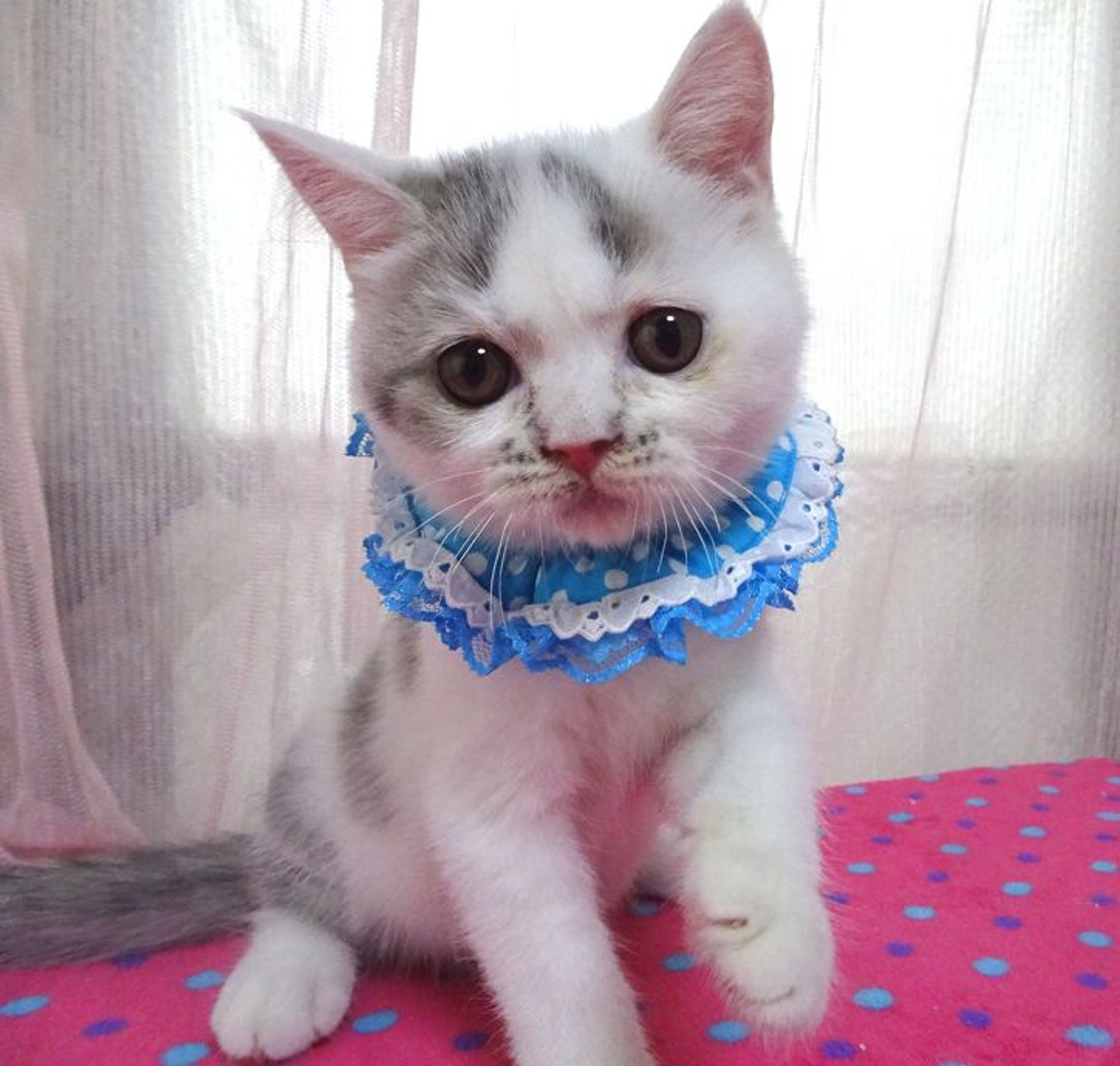 pet-image-2