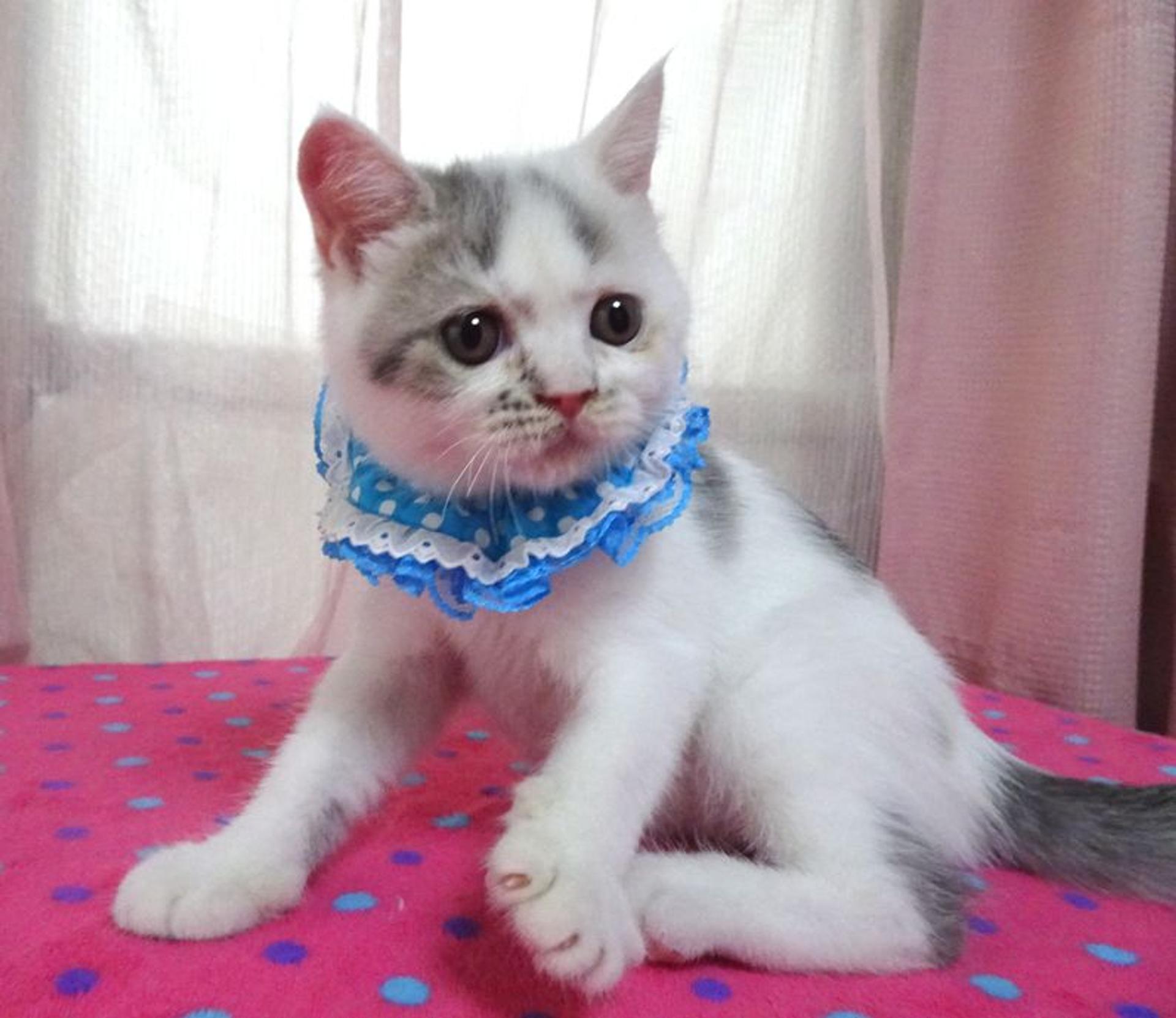 pet-image-3