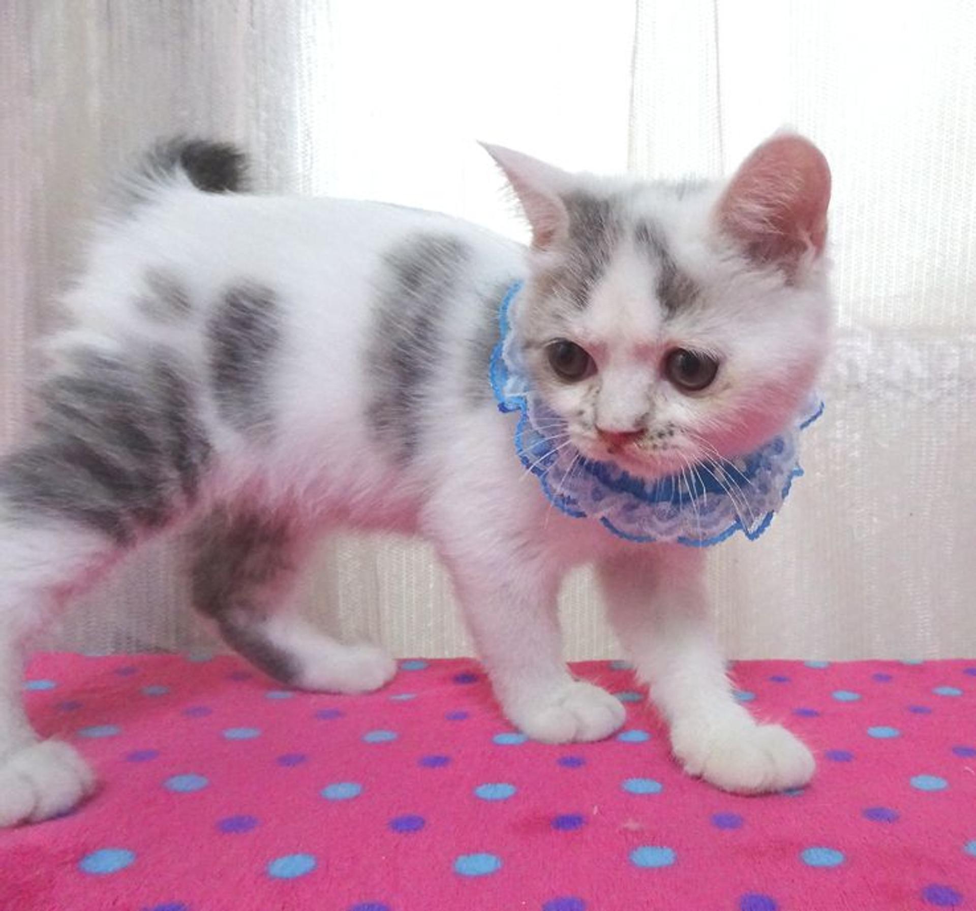pet-image-4
