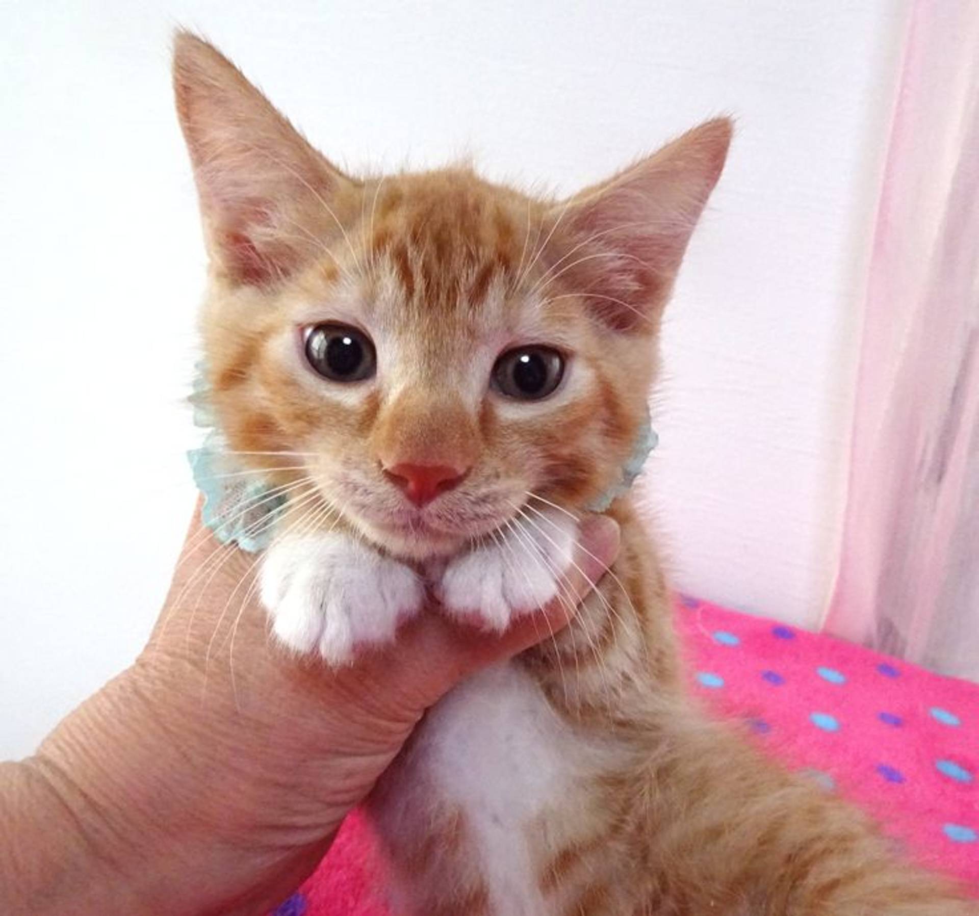 雑種（ミックス猫）・オスの里親募集の写真