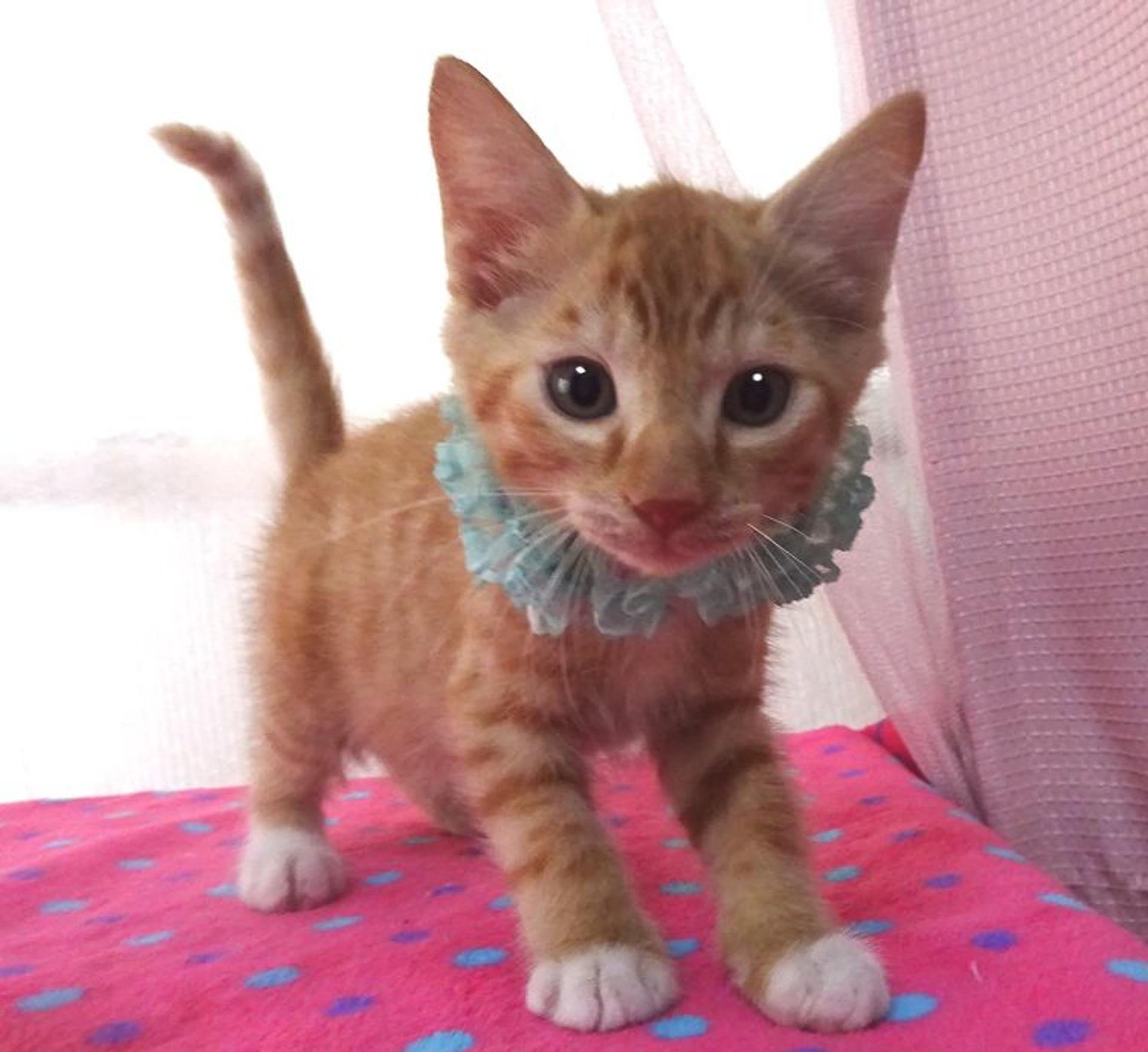 pet-image-2