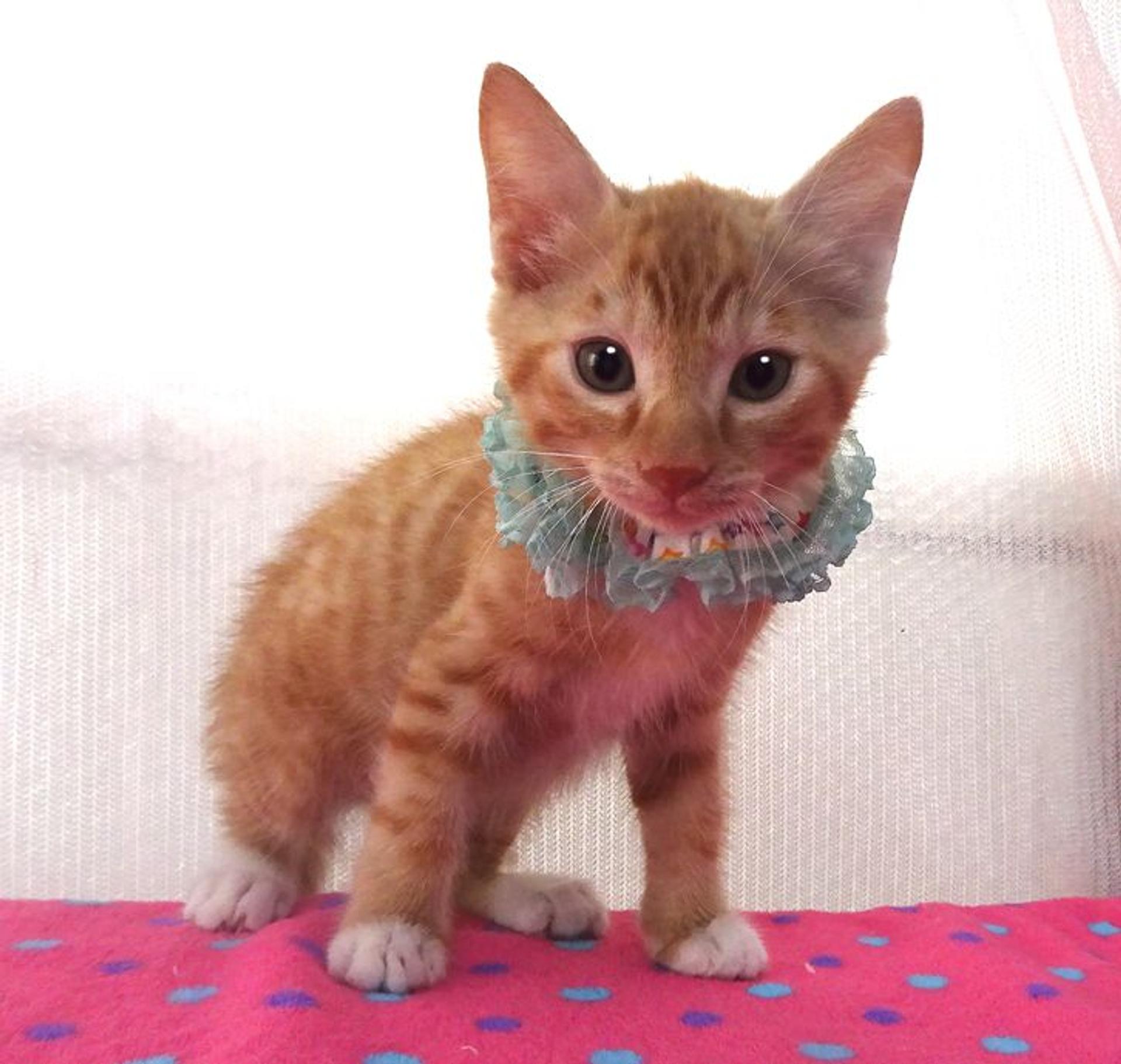 pet-image-4