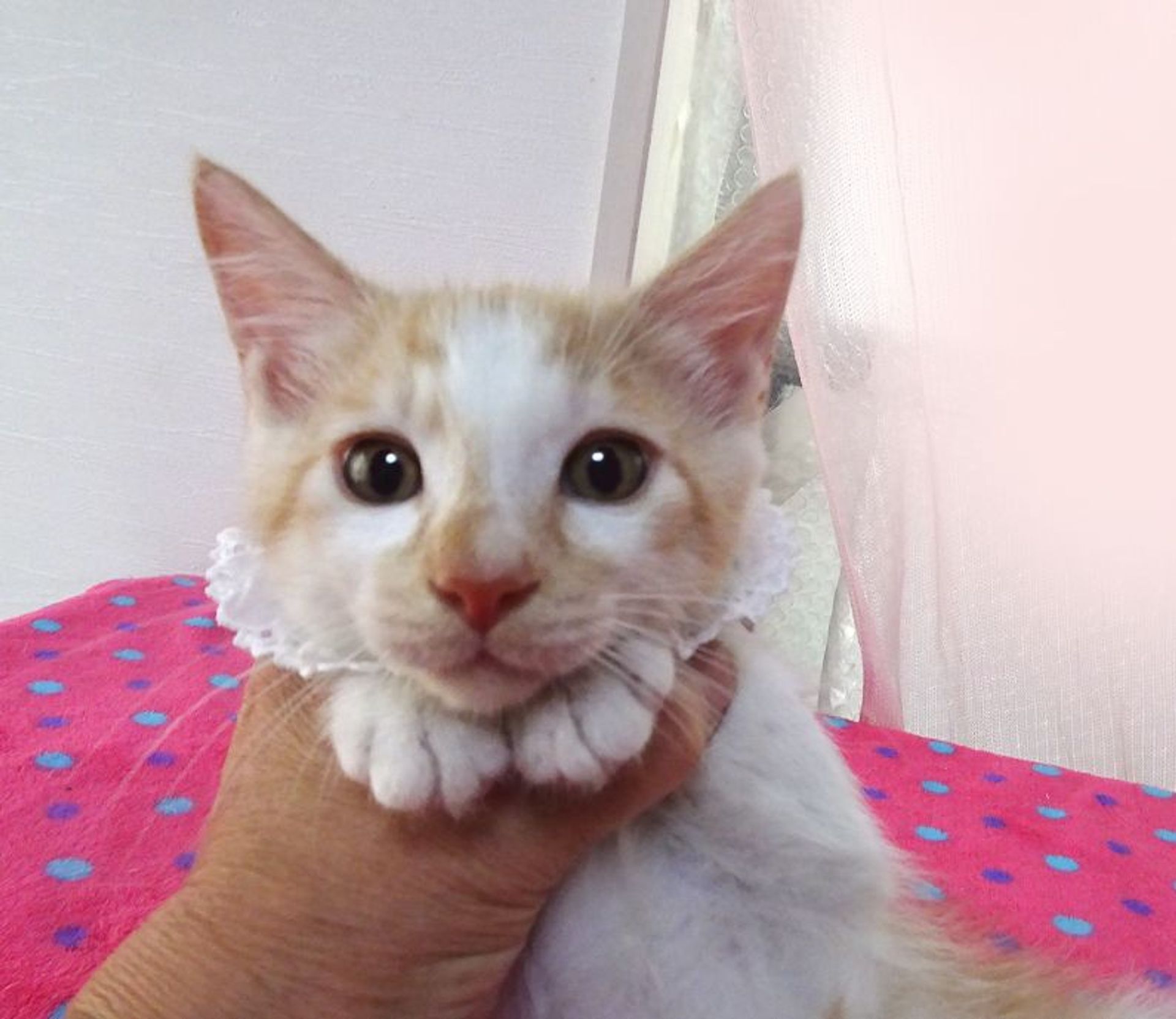 雑種（ミックス猫）・オスの里親募集の写真