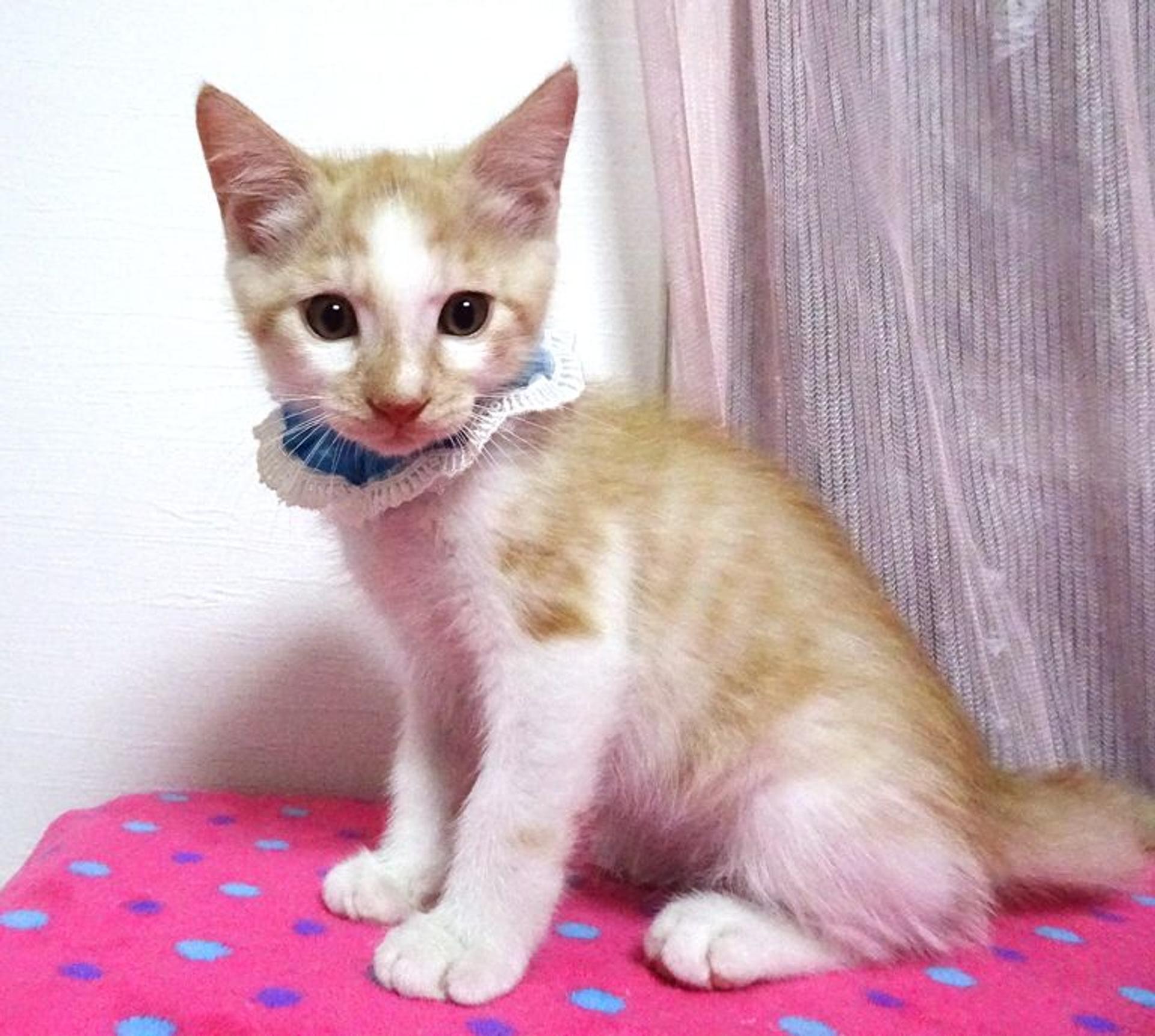 pet-image-3