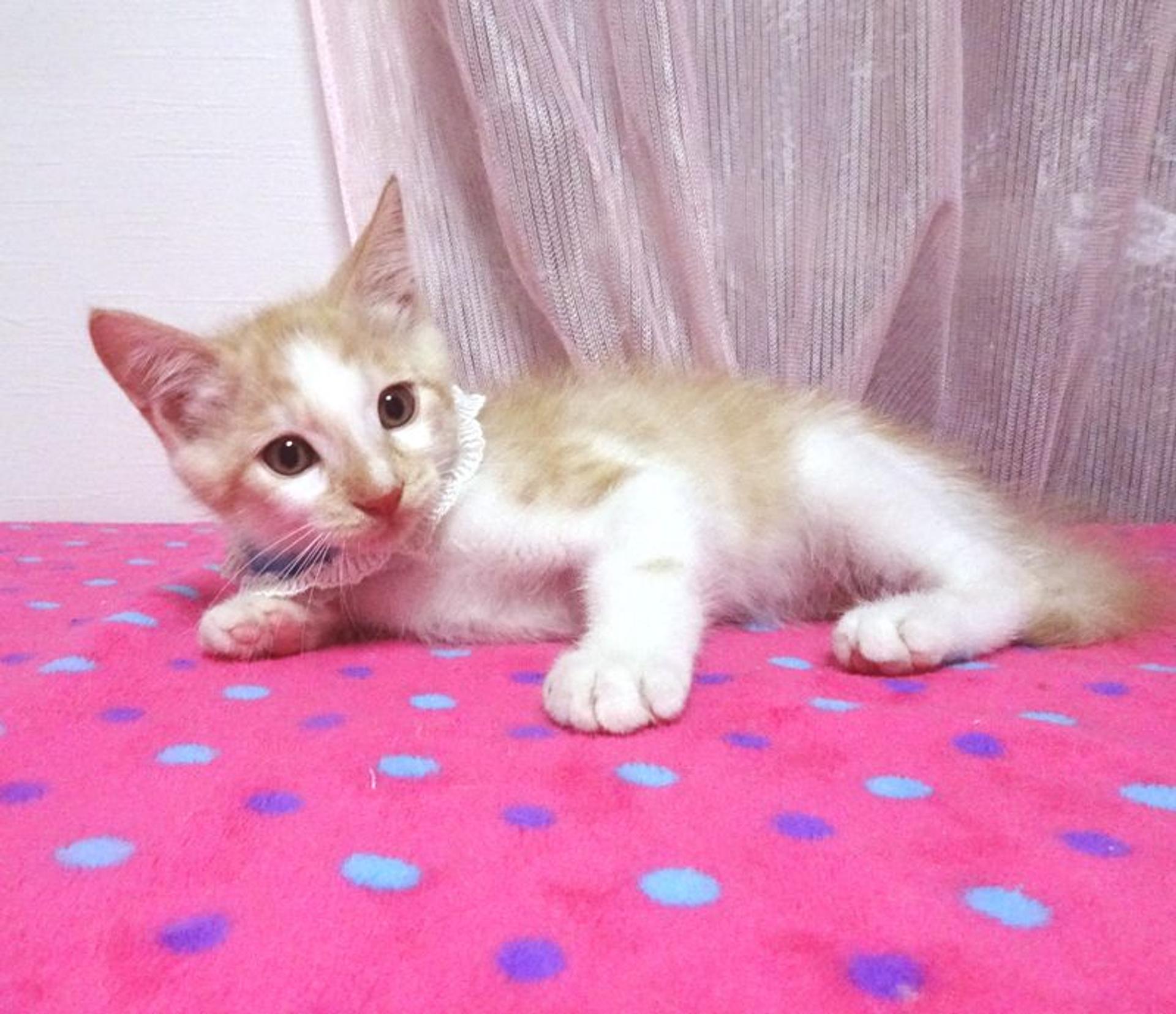 pet-image-4