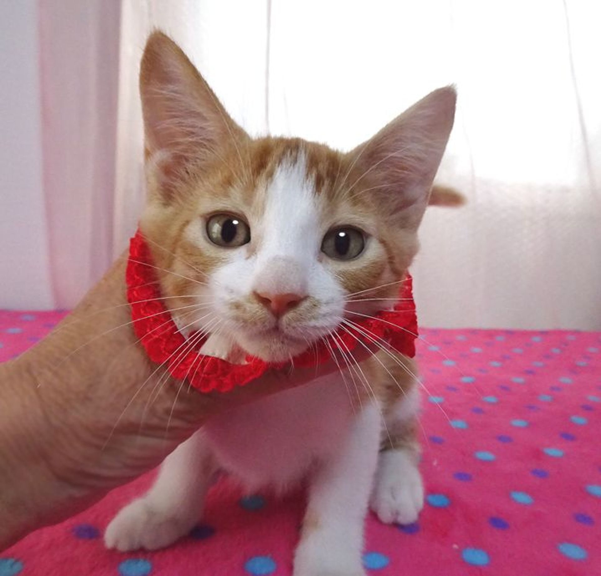 雑種（ミックス猫）・メスの里親募集の写真