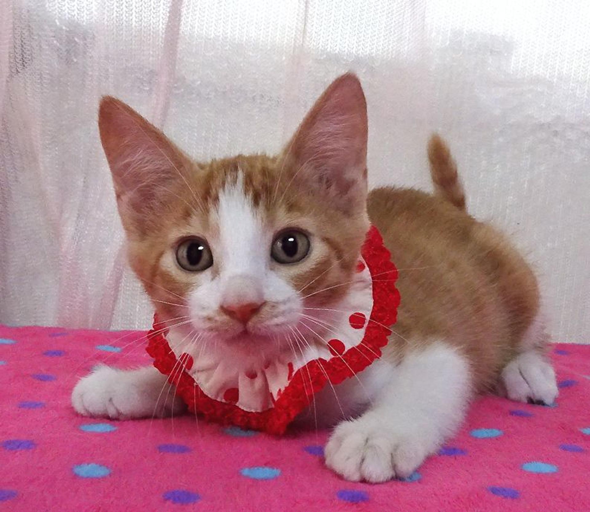 pet-image-2