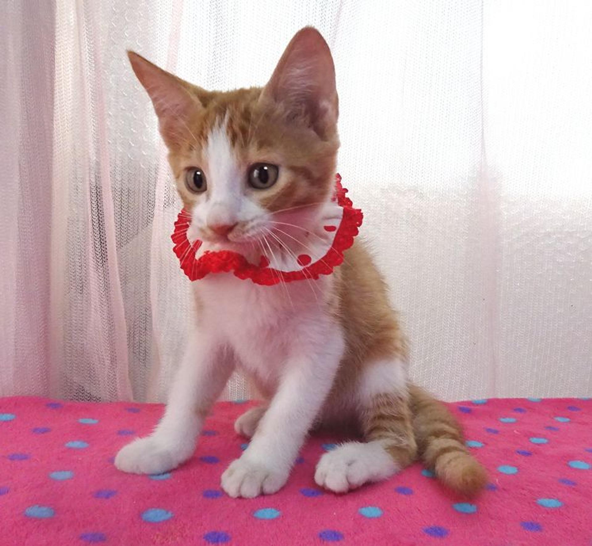 pet-image-4