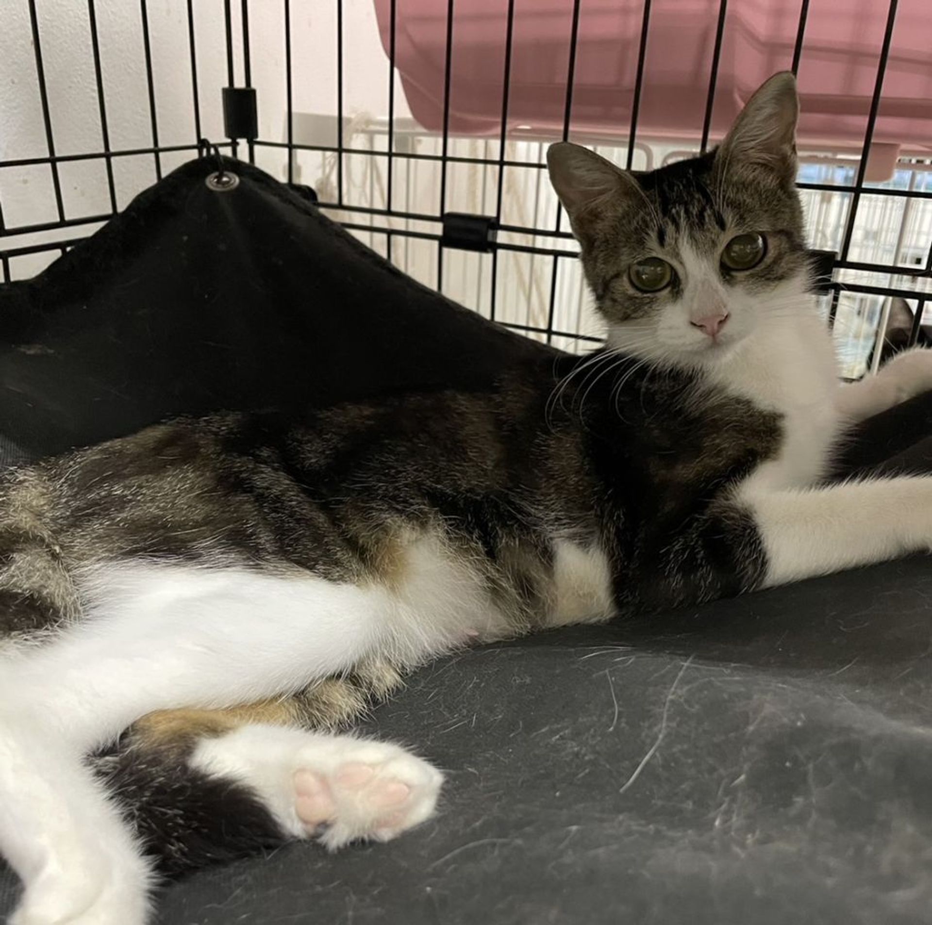 雑種（ミックス猫）・メスの里親募集の写真