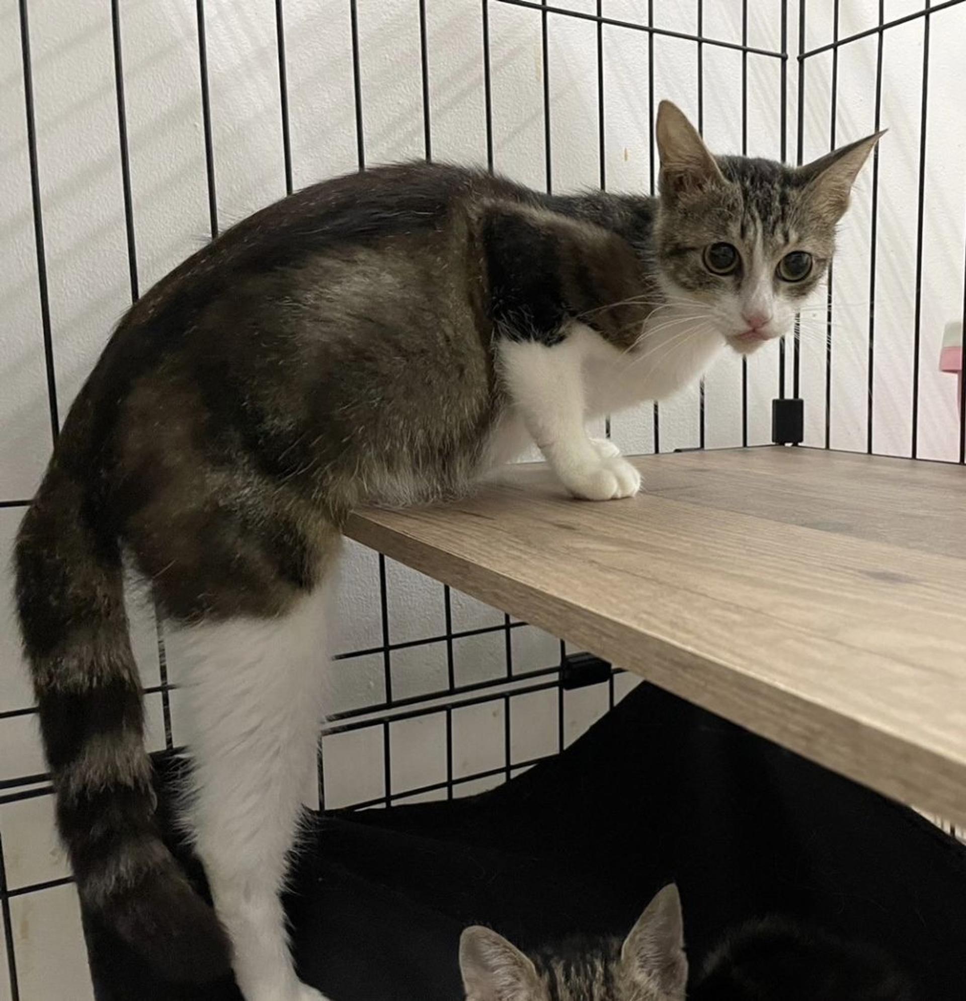 pet-image-5