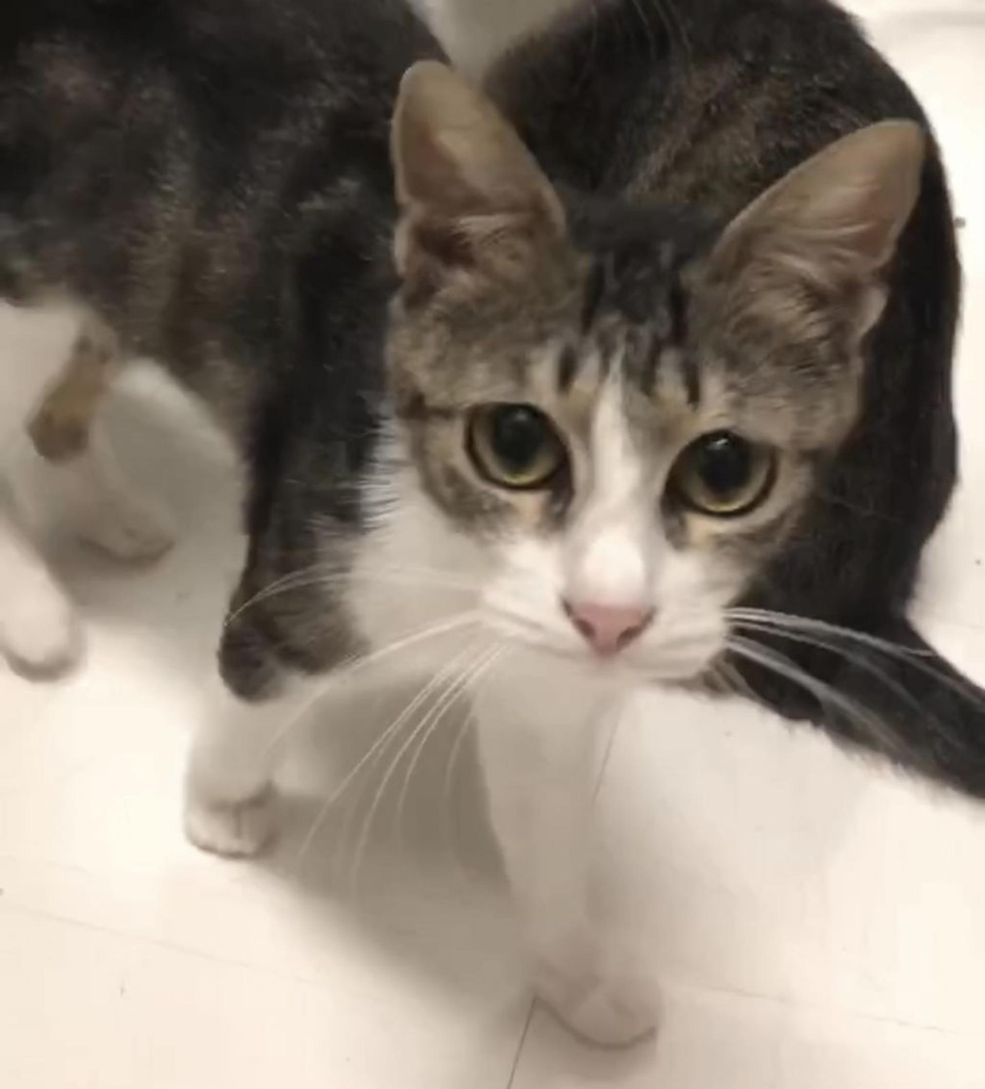 pet-image-3