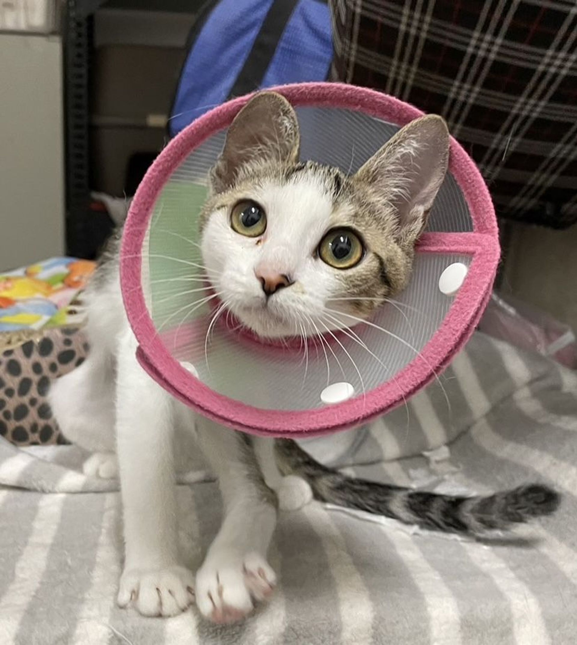 雑種（ミックス猫）・メスの里親募集の写真