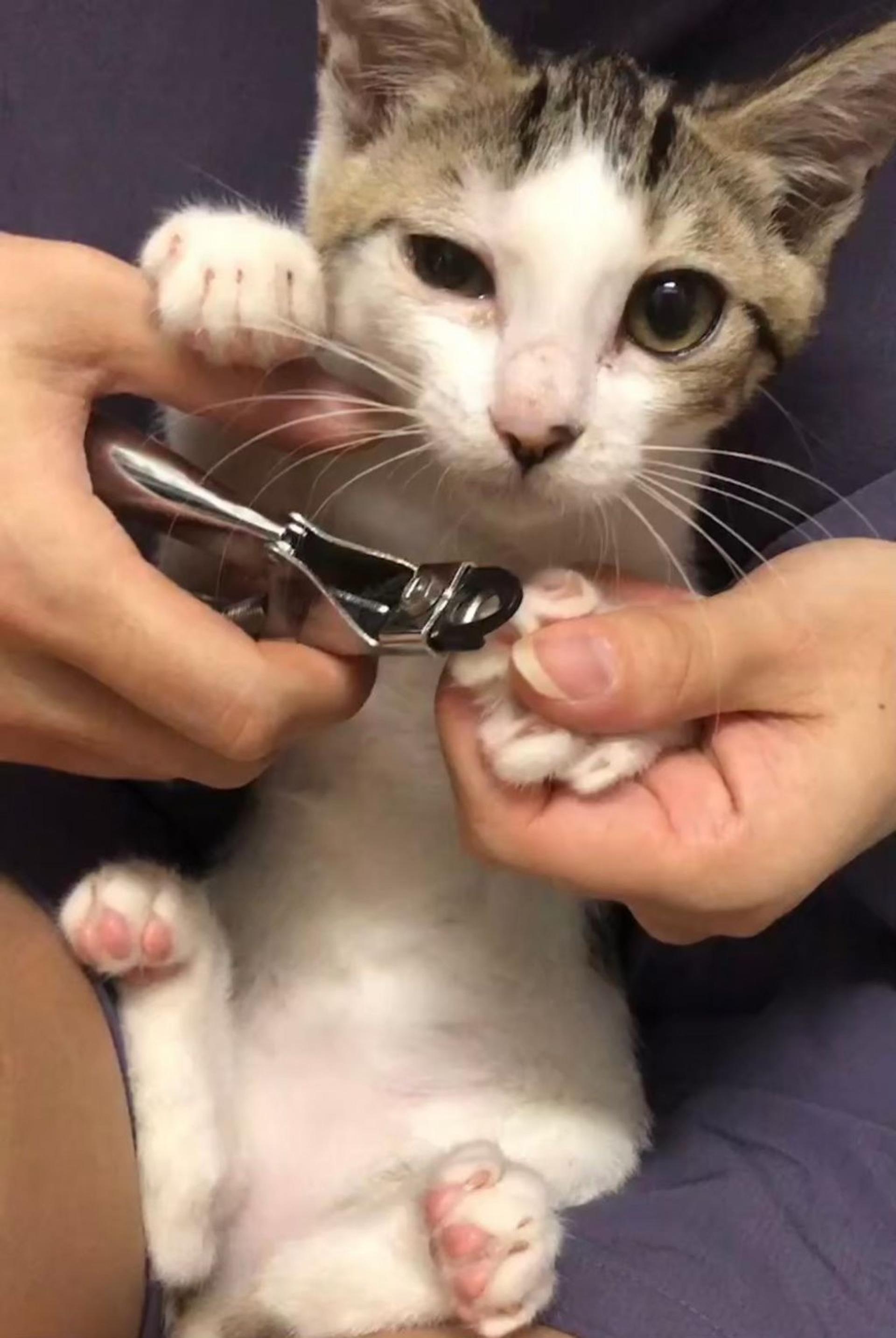 pet-image-5