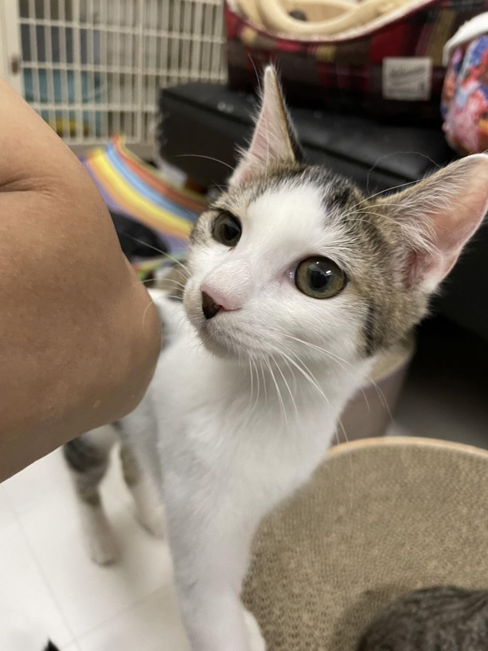 pet-image-2