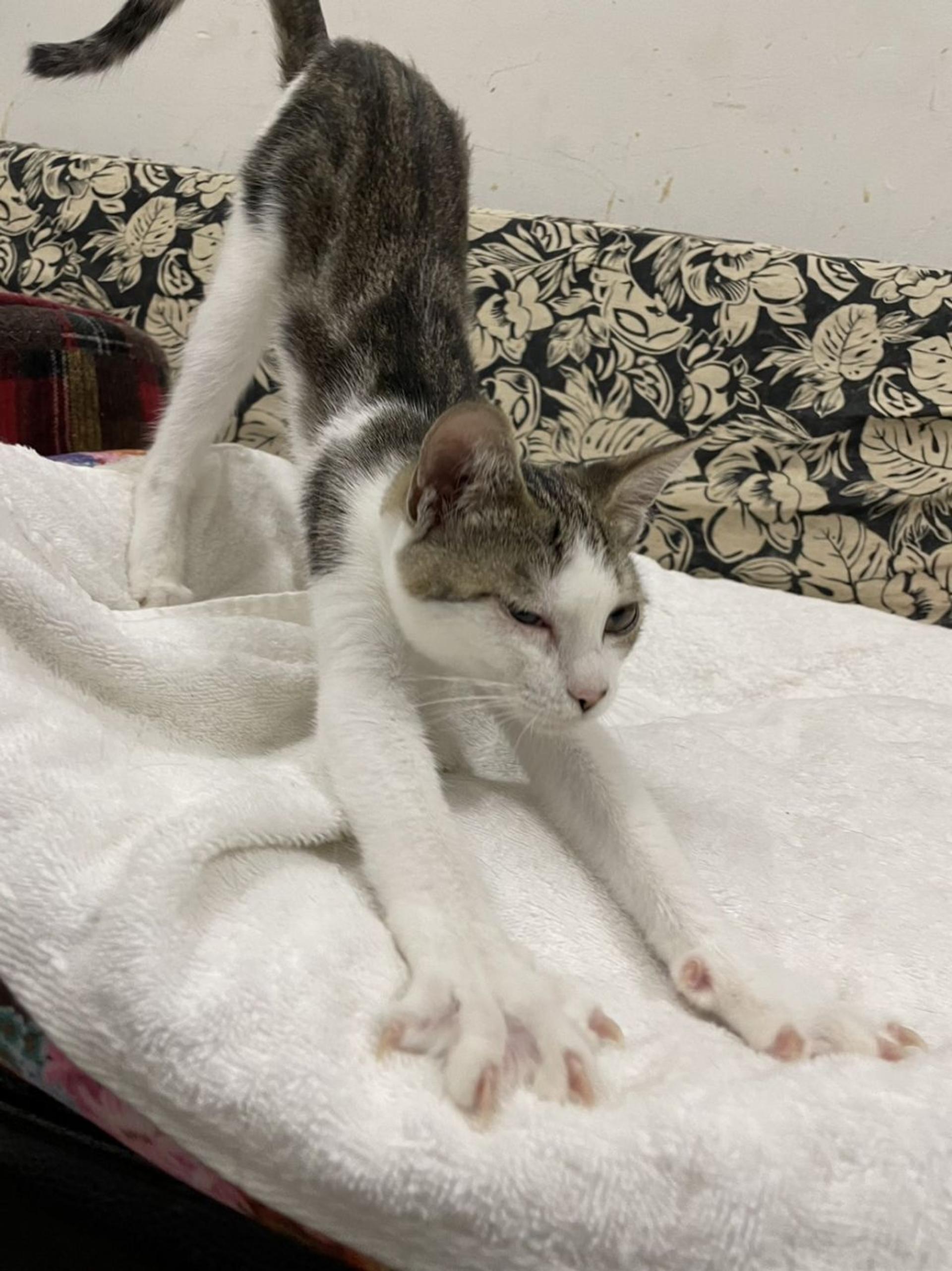 pet-image-3