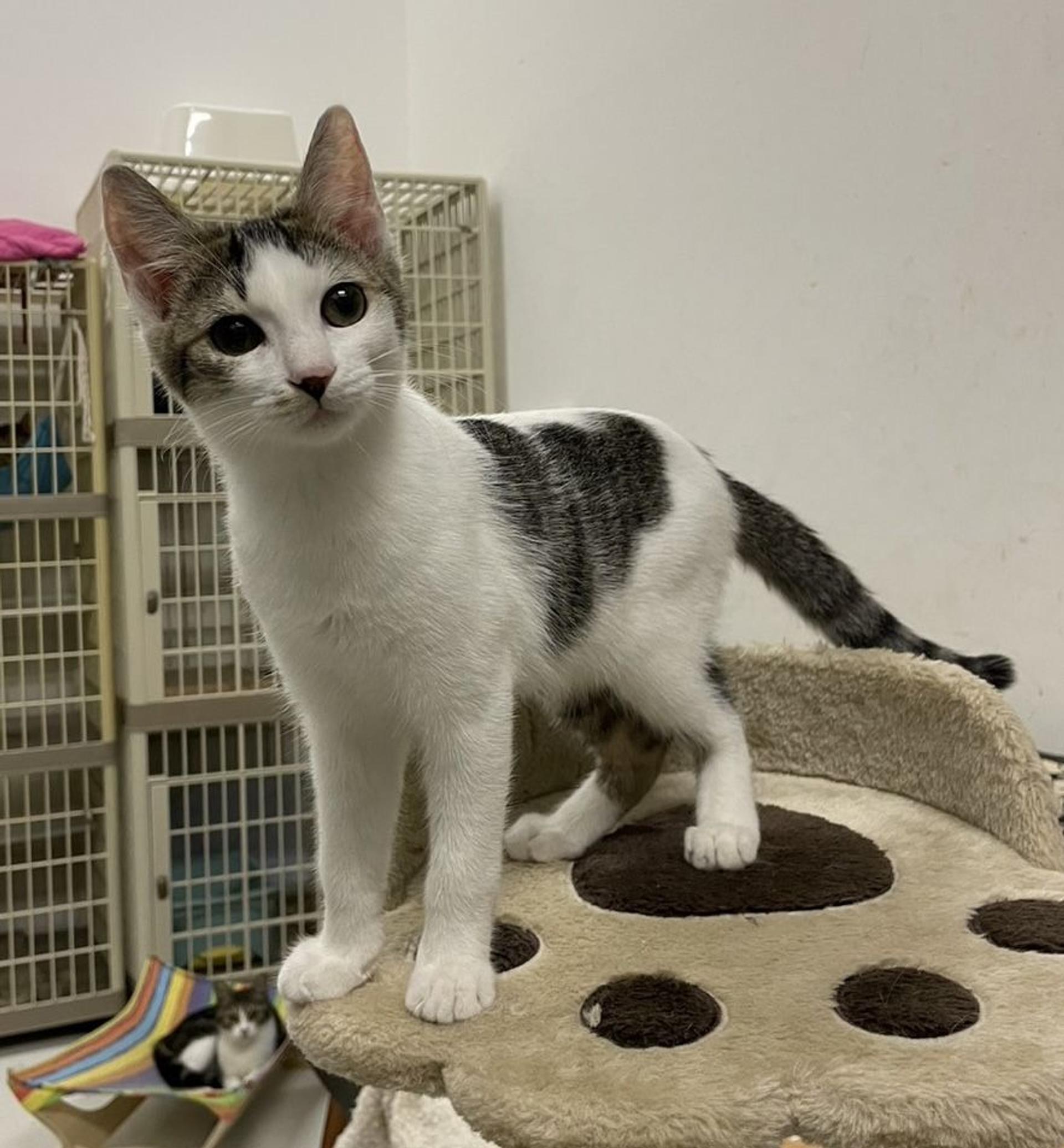 pet-image-3