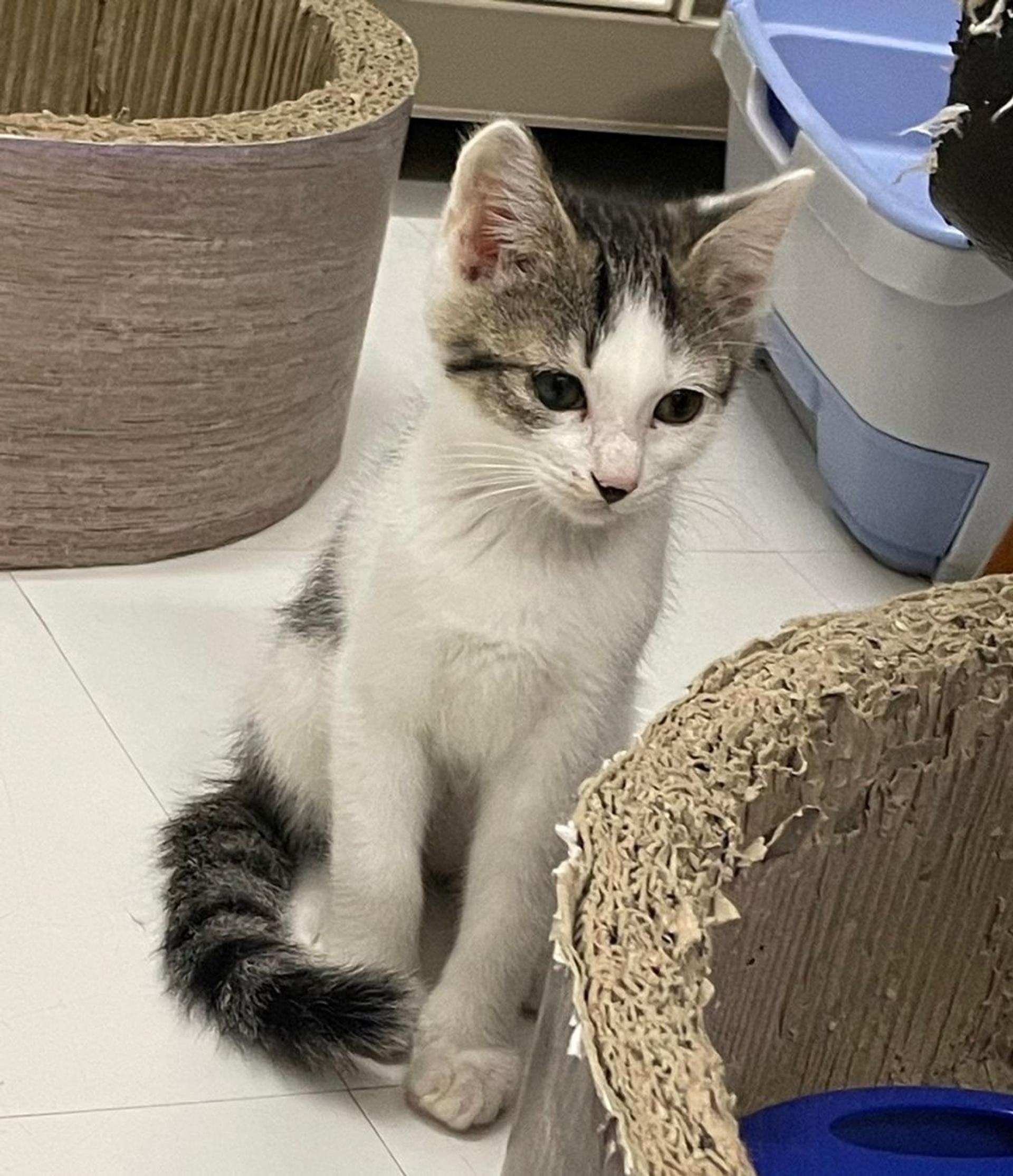 pet-image-8