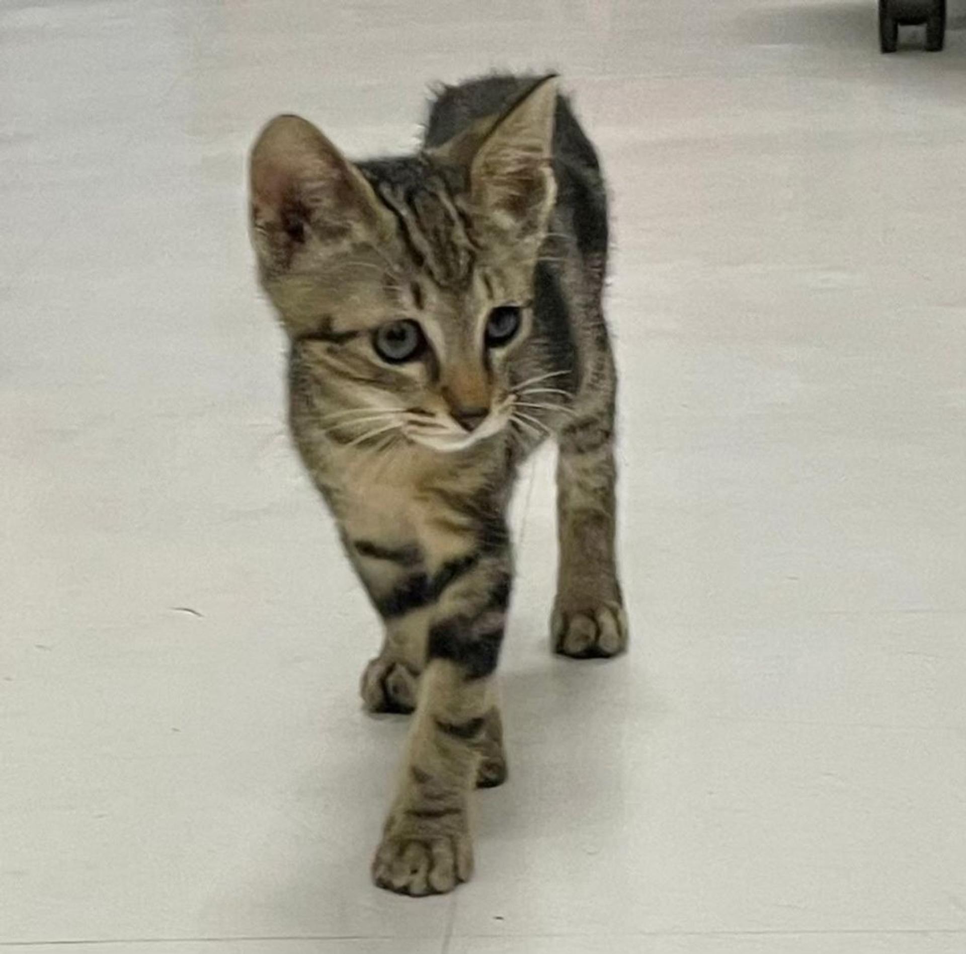pet-image-5